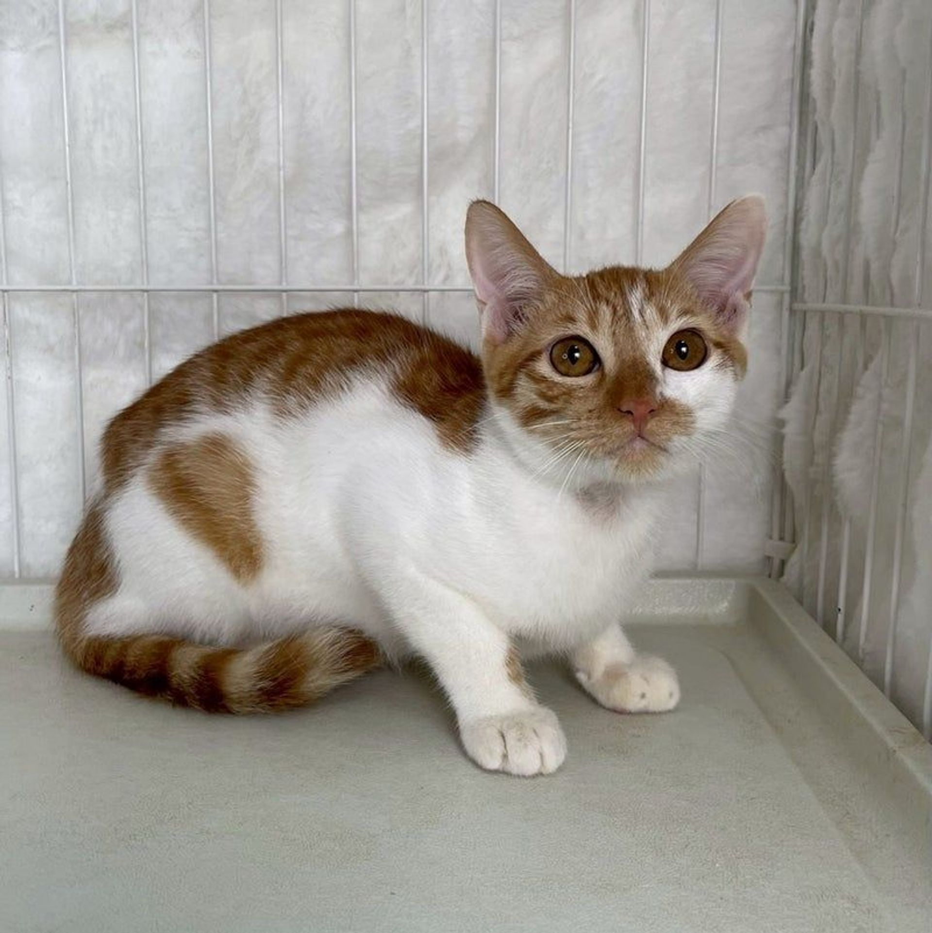 雑種（ミックス猫）・オスの里親募集の写真