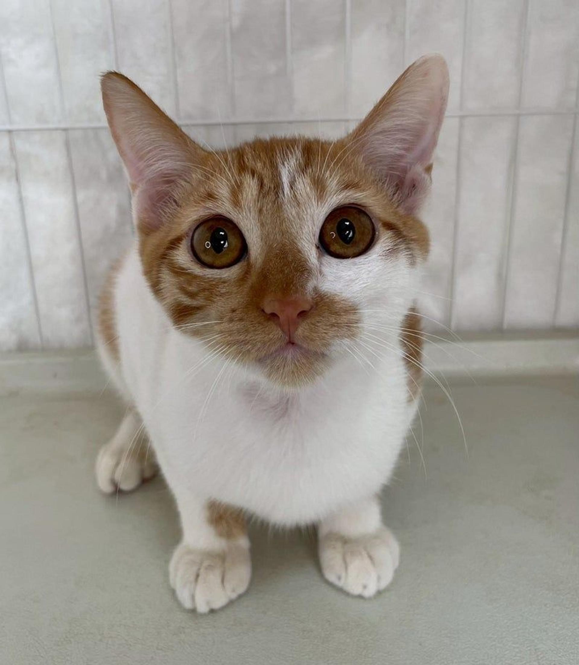 pet-image-2