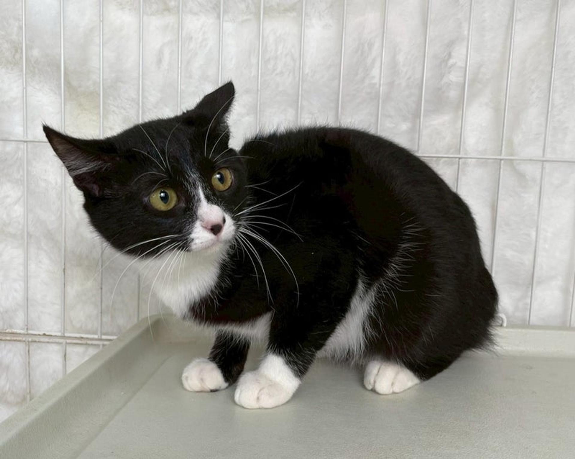 pet-image-2