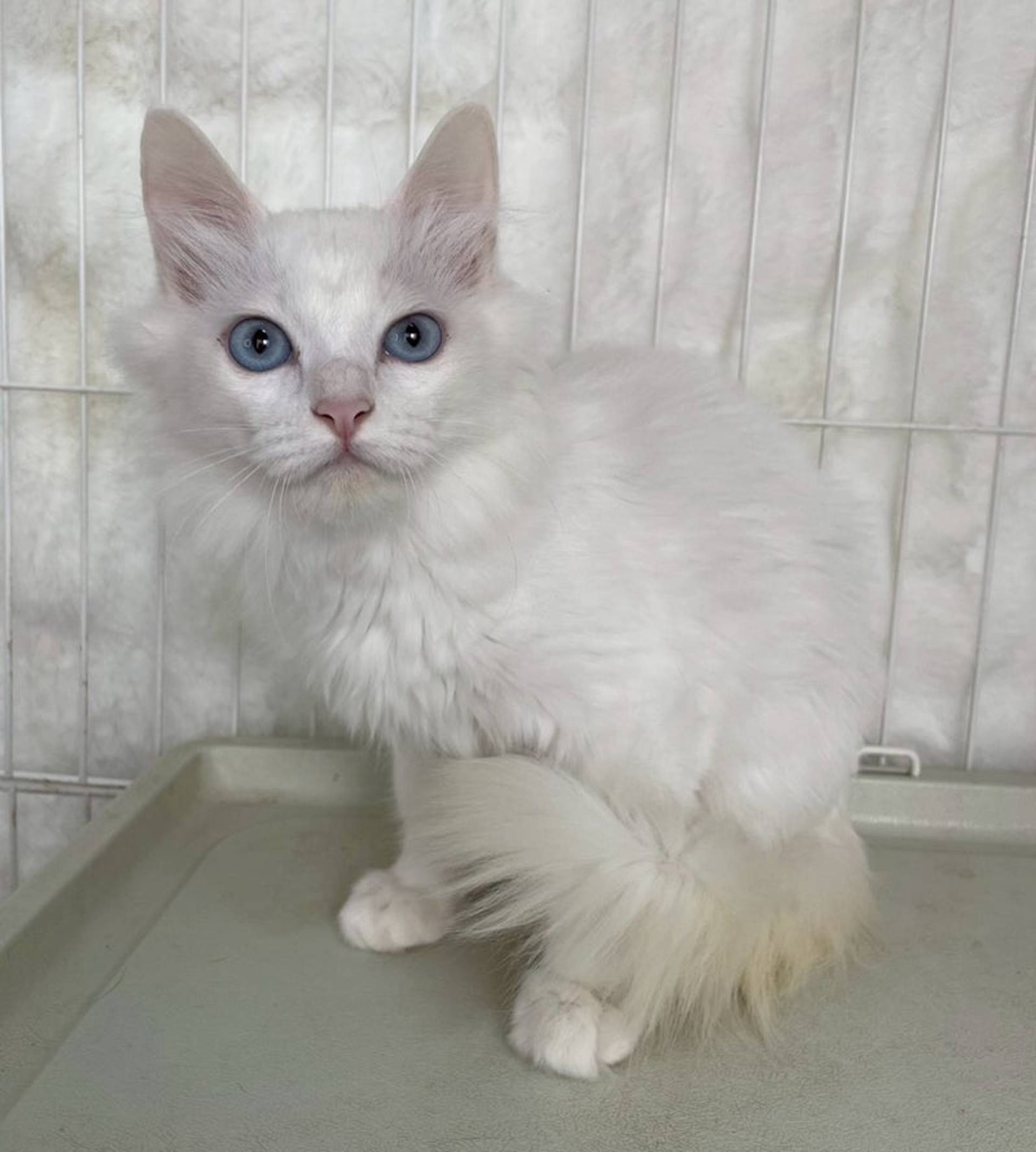 雑種（ミックス猫）・メスの里親募集の写真