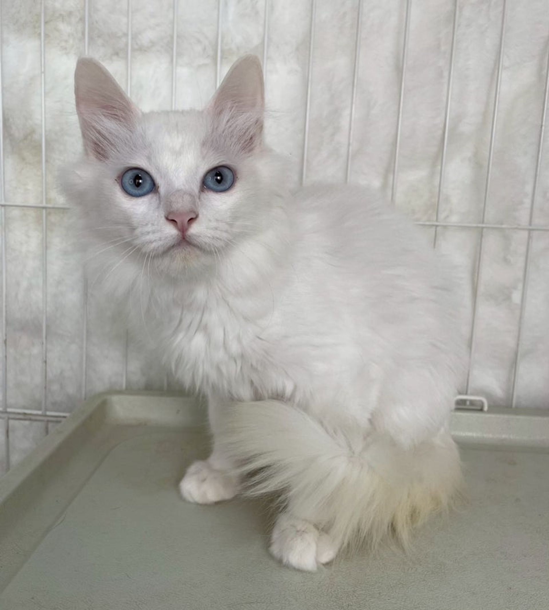 雑種（ミックス猫）・メスの里親募集の写真