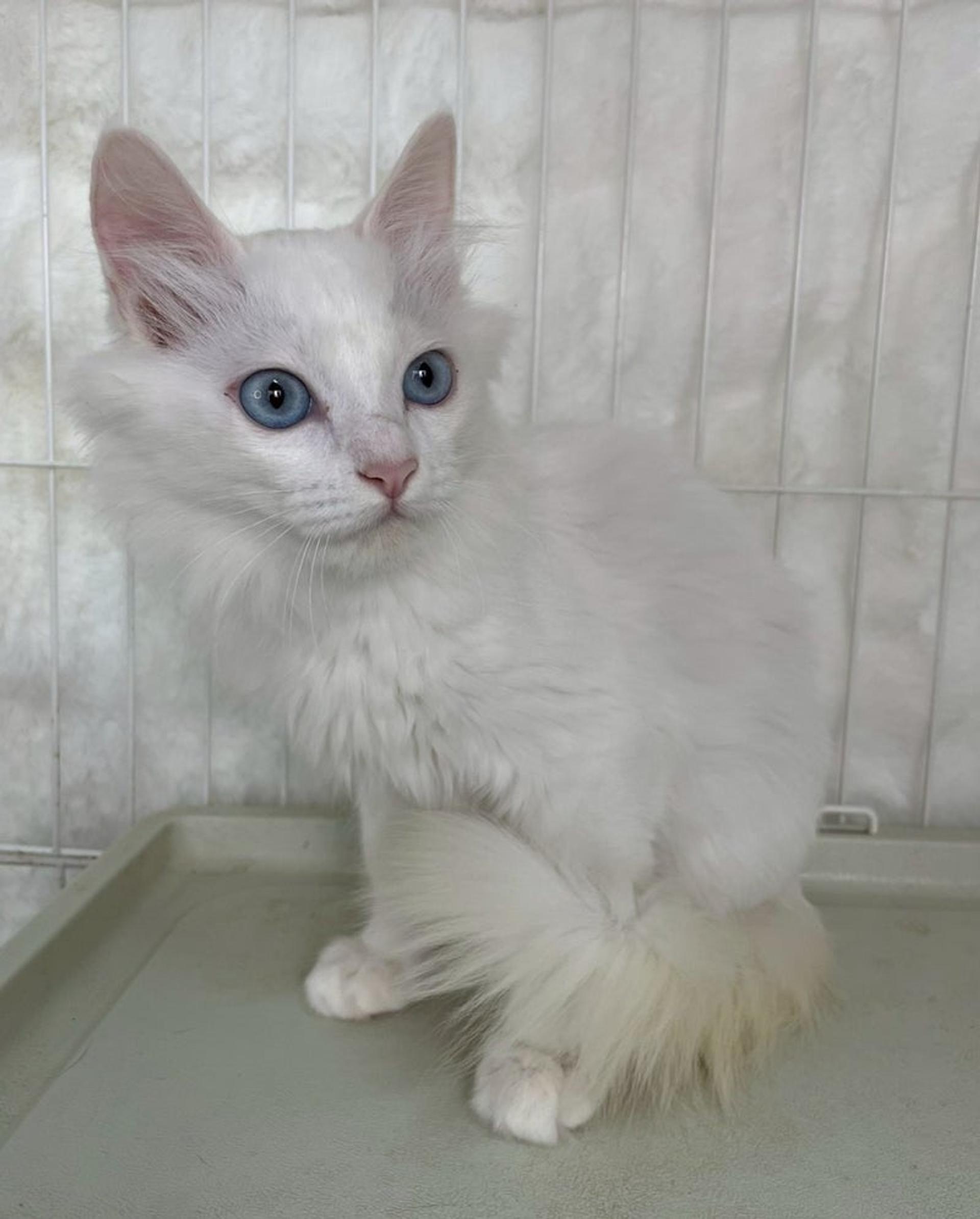 pet-image-4