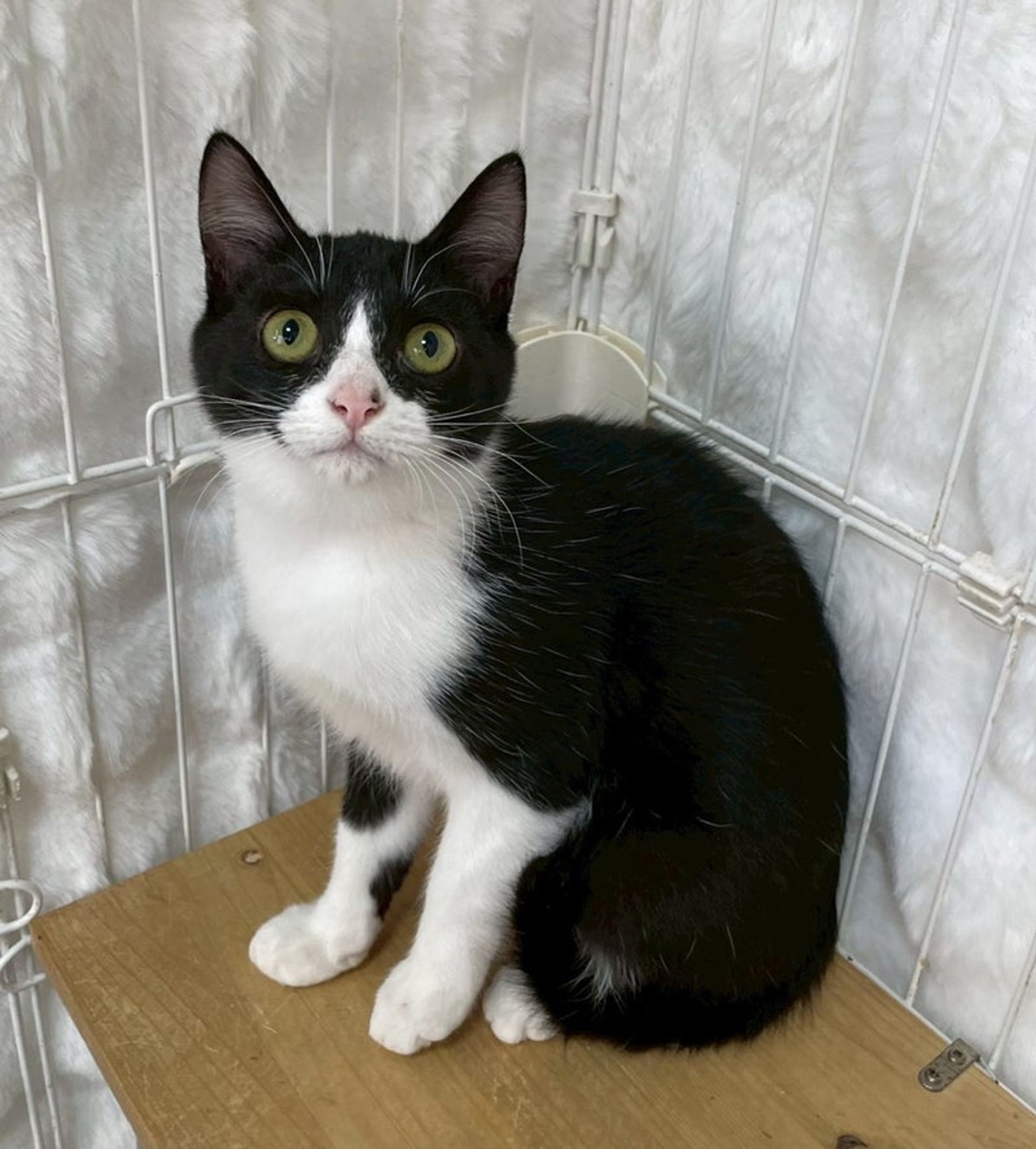 雑種（ミックス猫）・メスの里親募集の写真