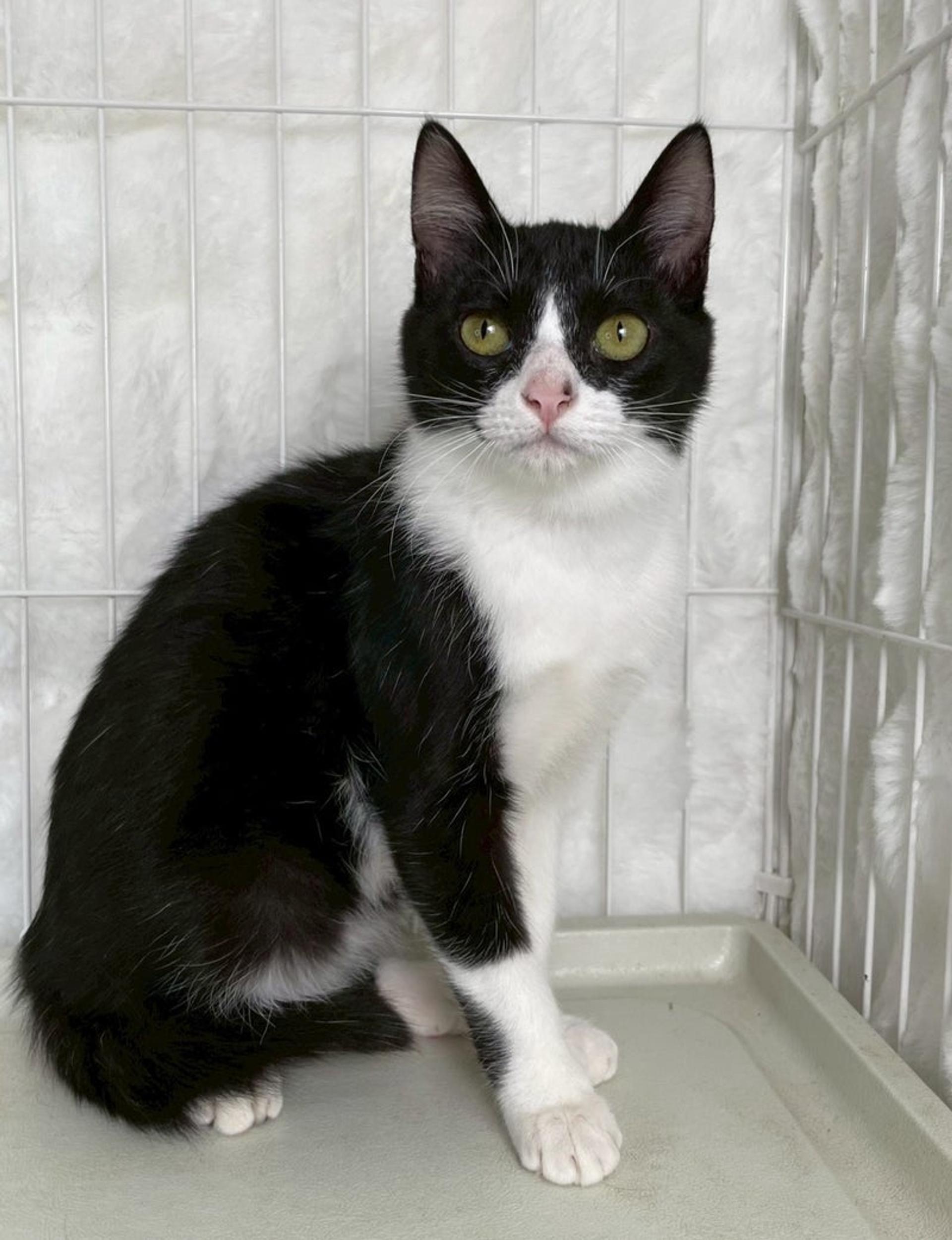 pet-image-4