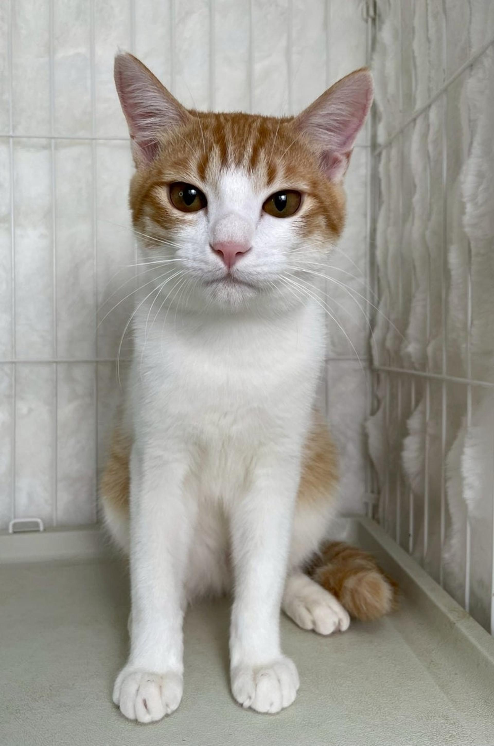 pet-image-2