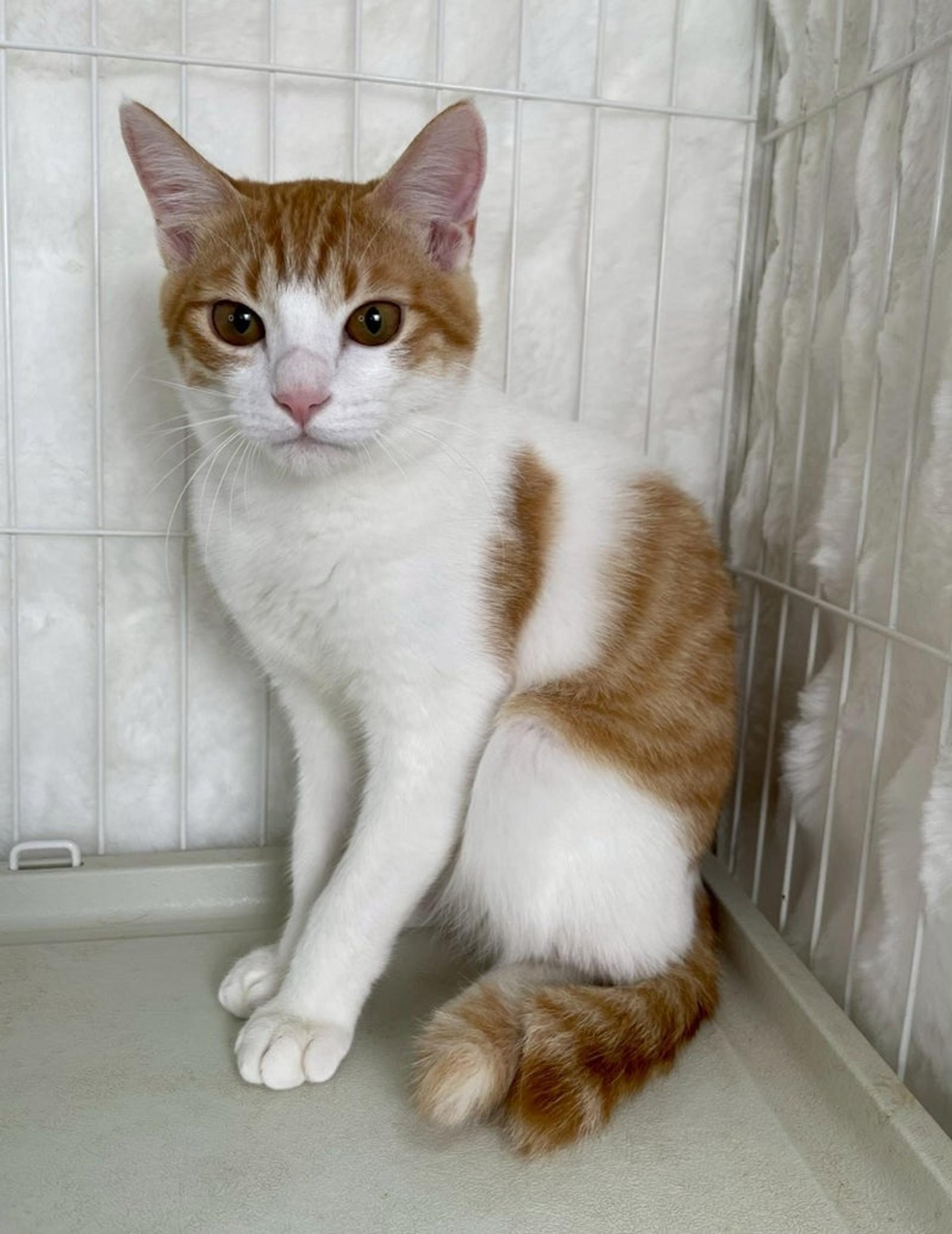 pet-image-3