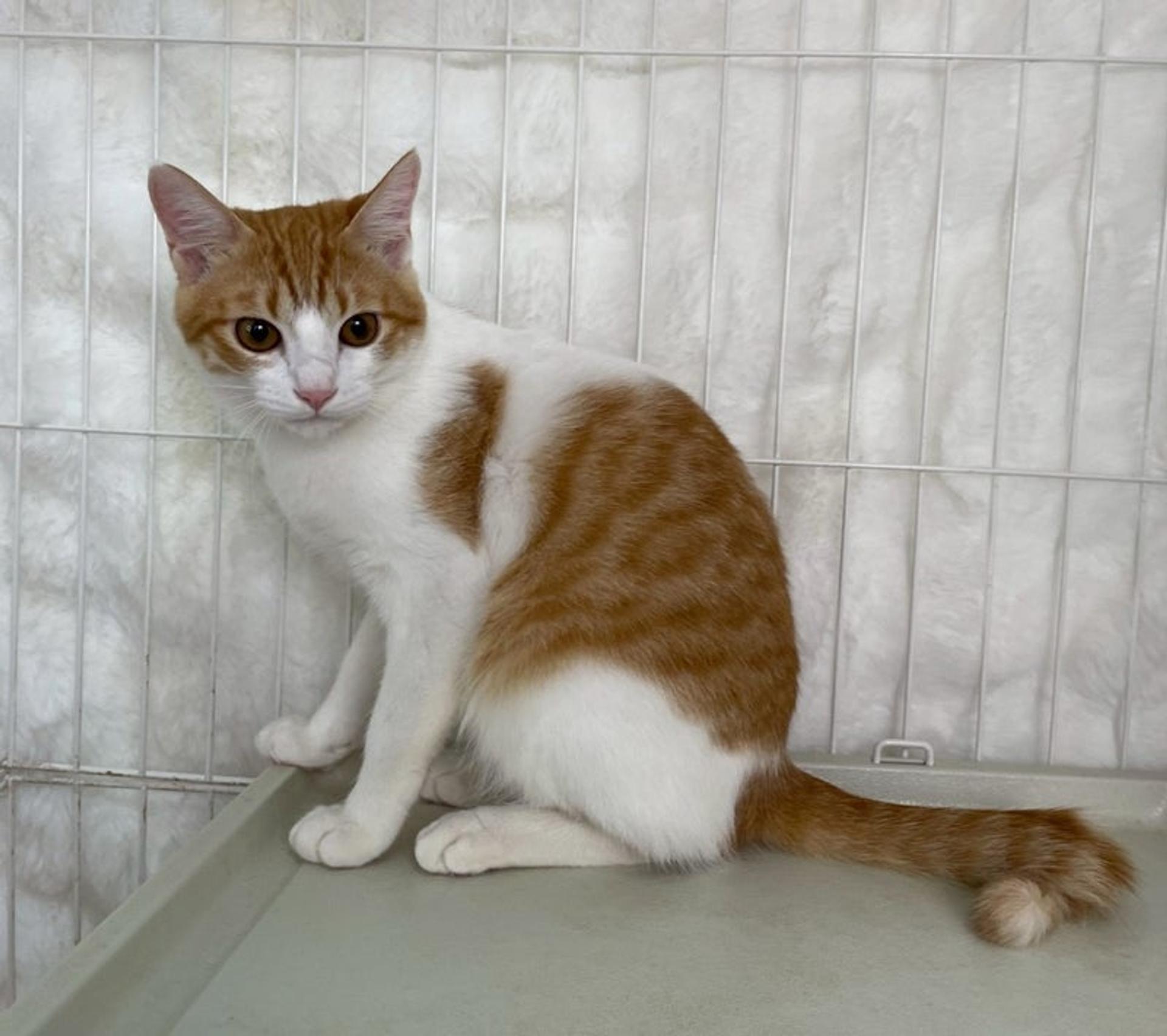 pet-image-4