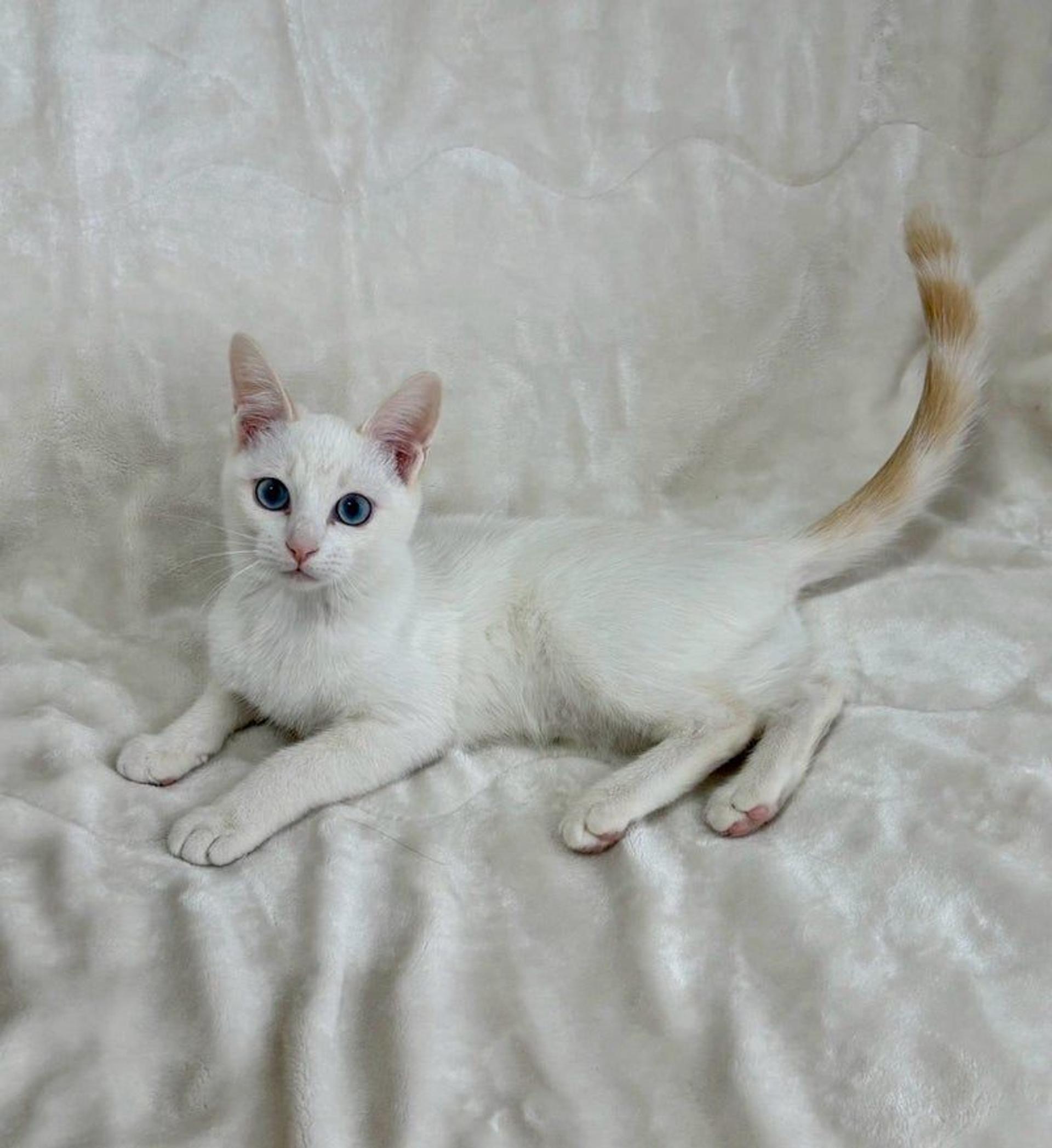 pet-image-2