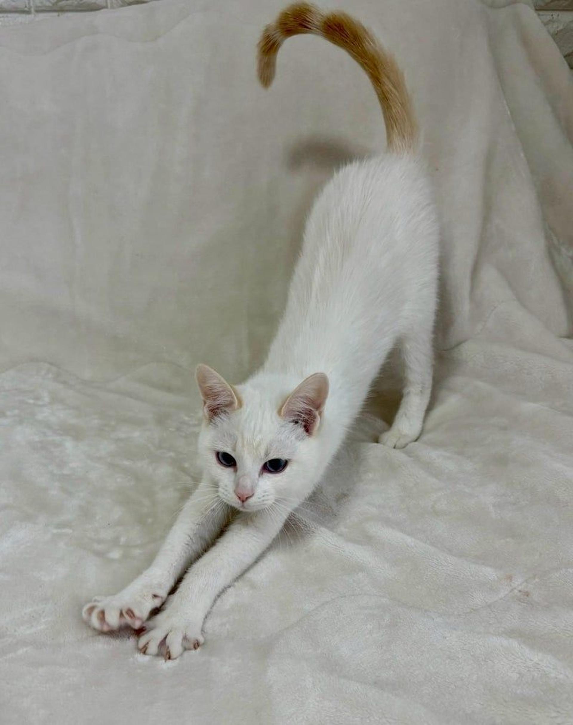pet-image-3