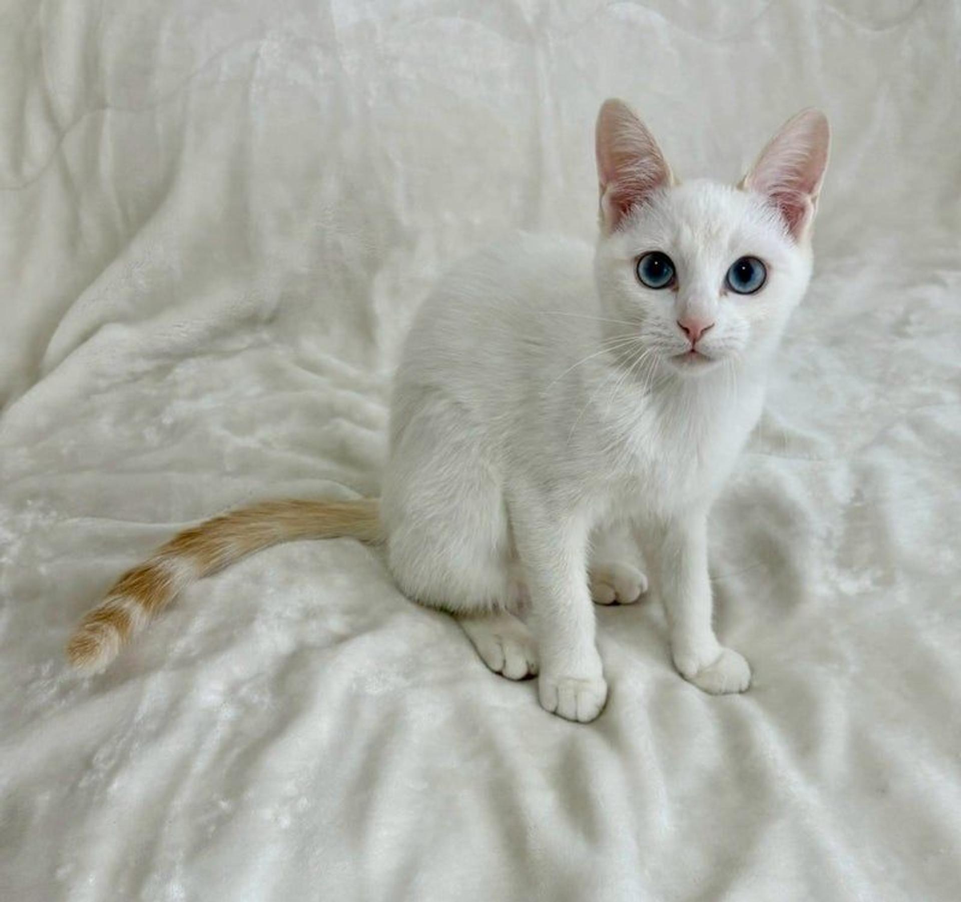 pet-image-4