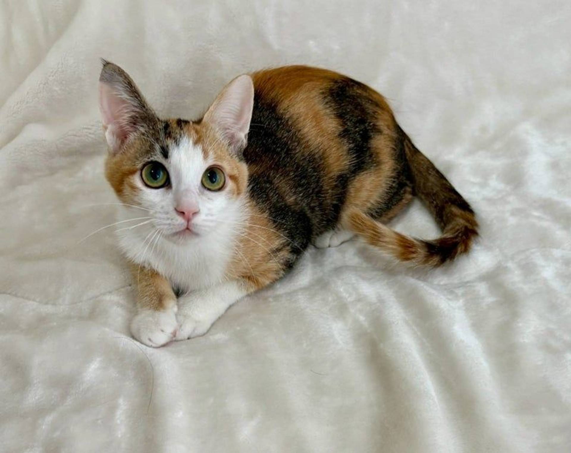 雑種（ミックス猫）・メスの里親募集の写真