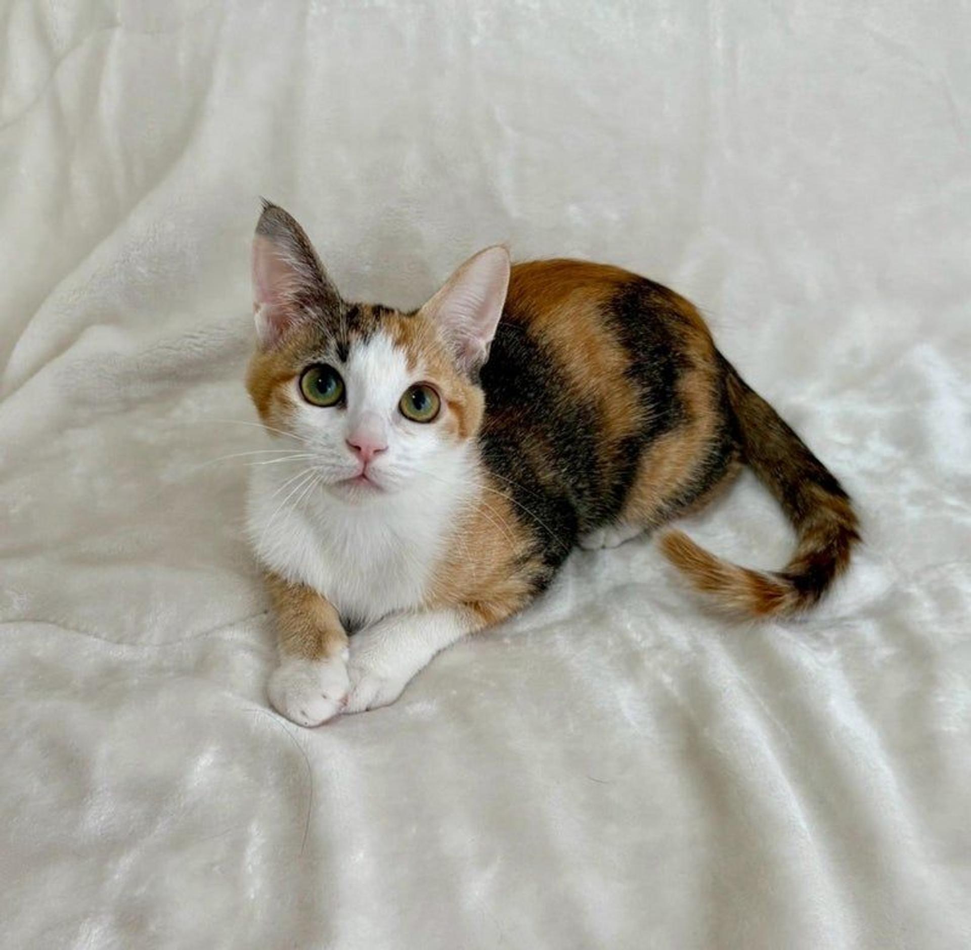 pet-image-4