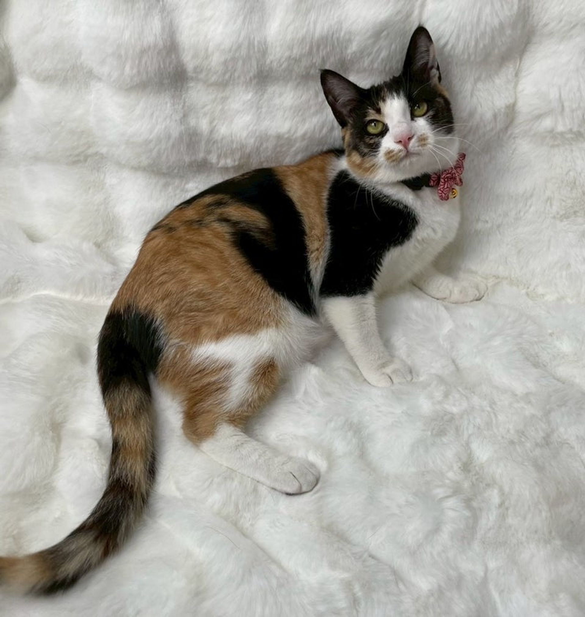 雑種（ミックス猫）・メスの里親募集の写真