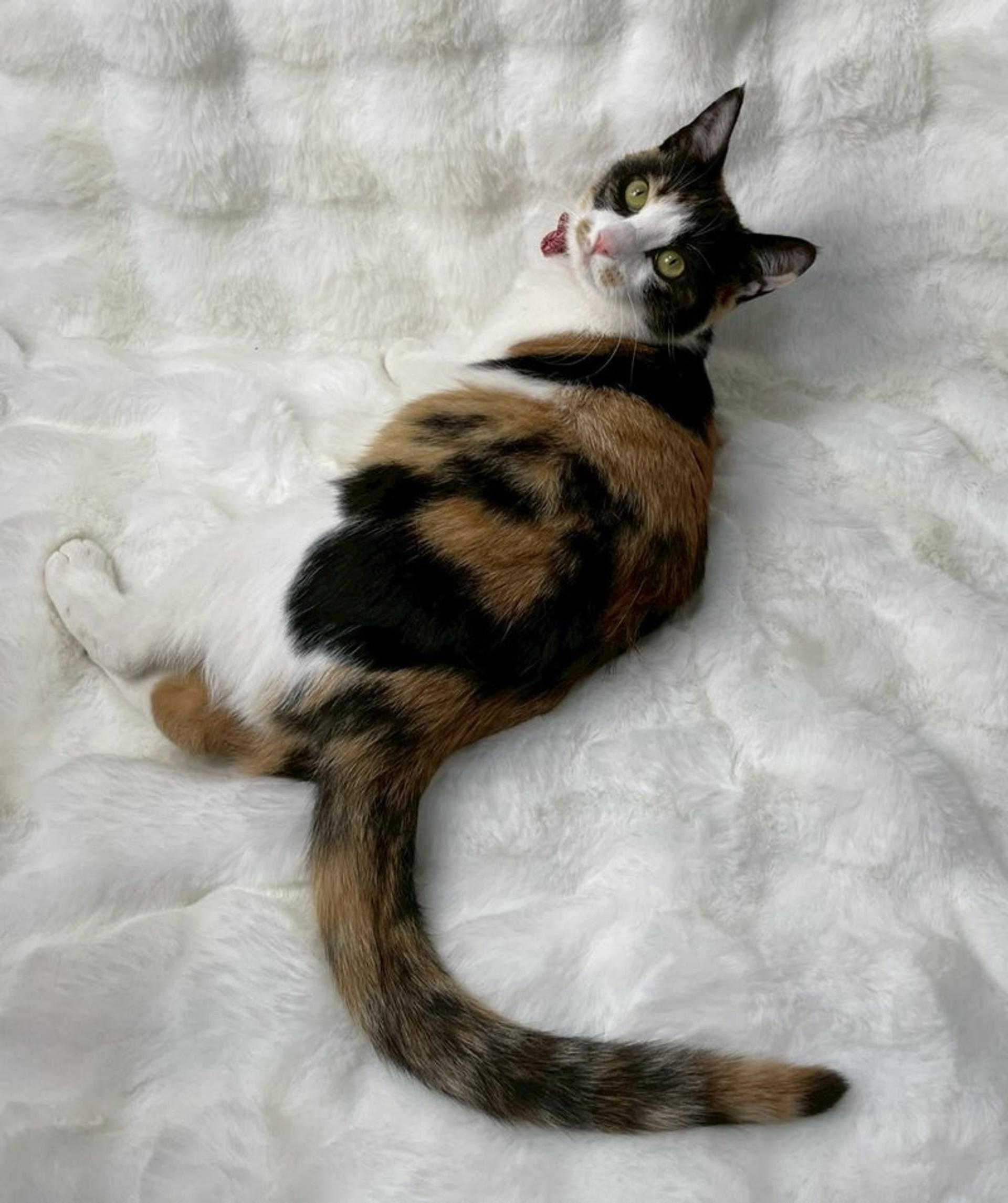 pet-image-2