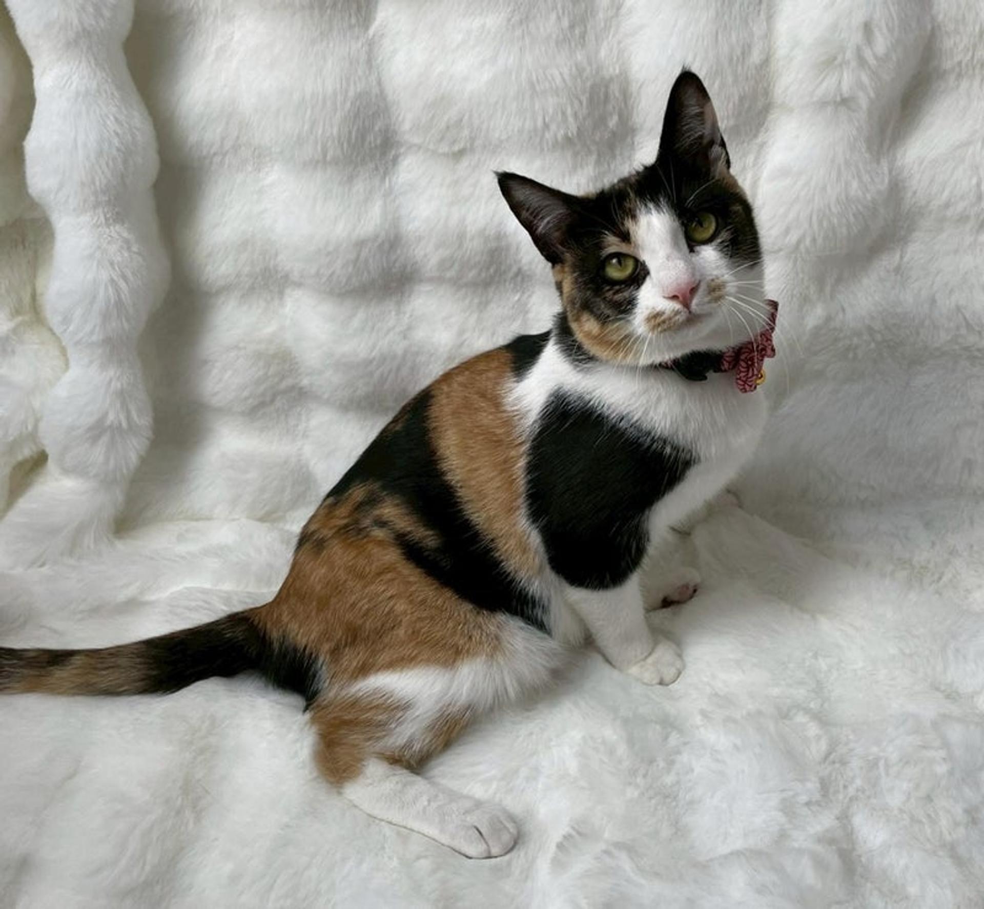 pet-image-4