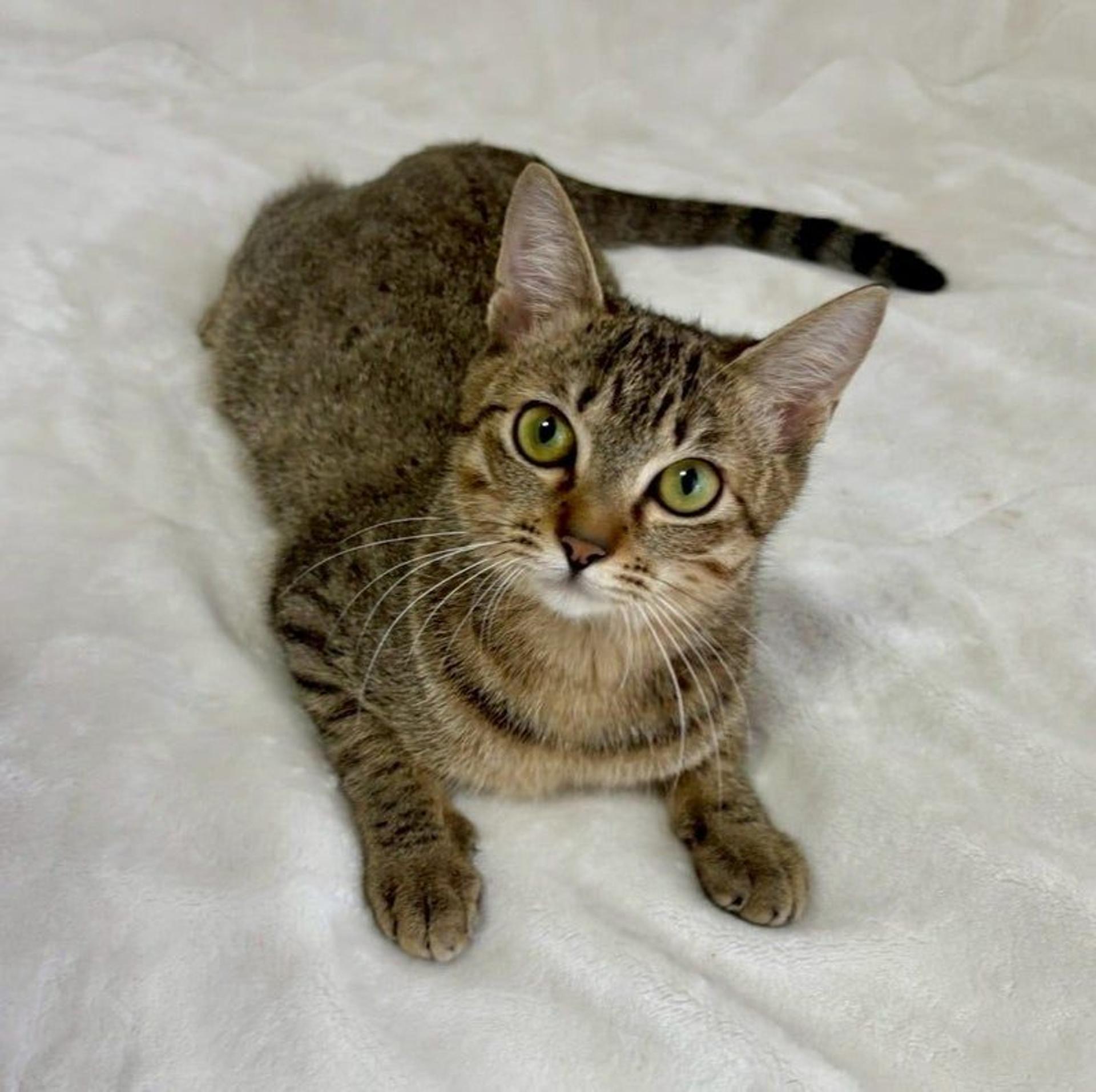 pet-image-3