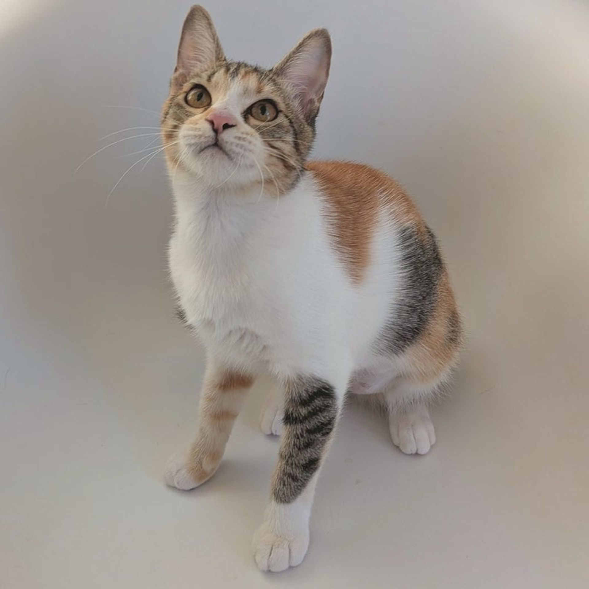 雑種（ミックス猫）・メスの里親募集の写真
