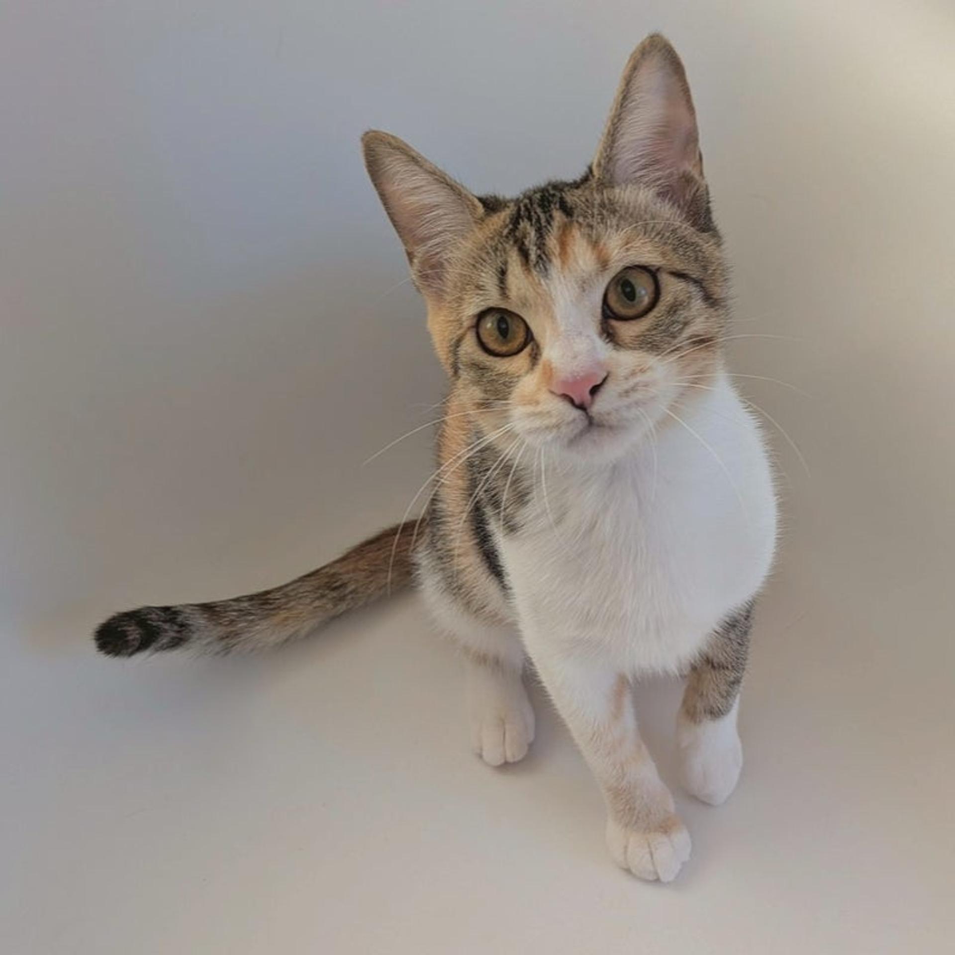 pet-image-2