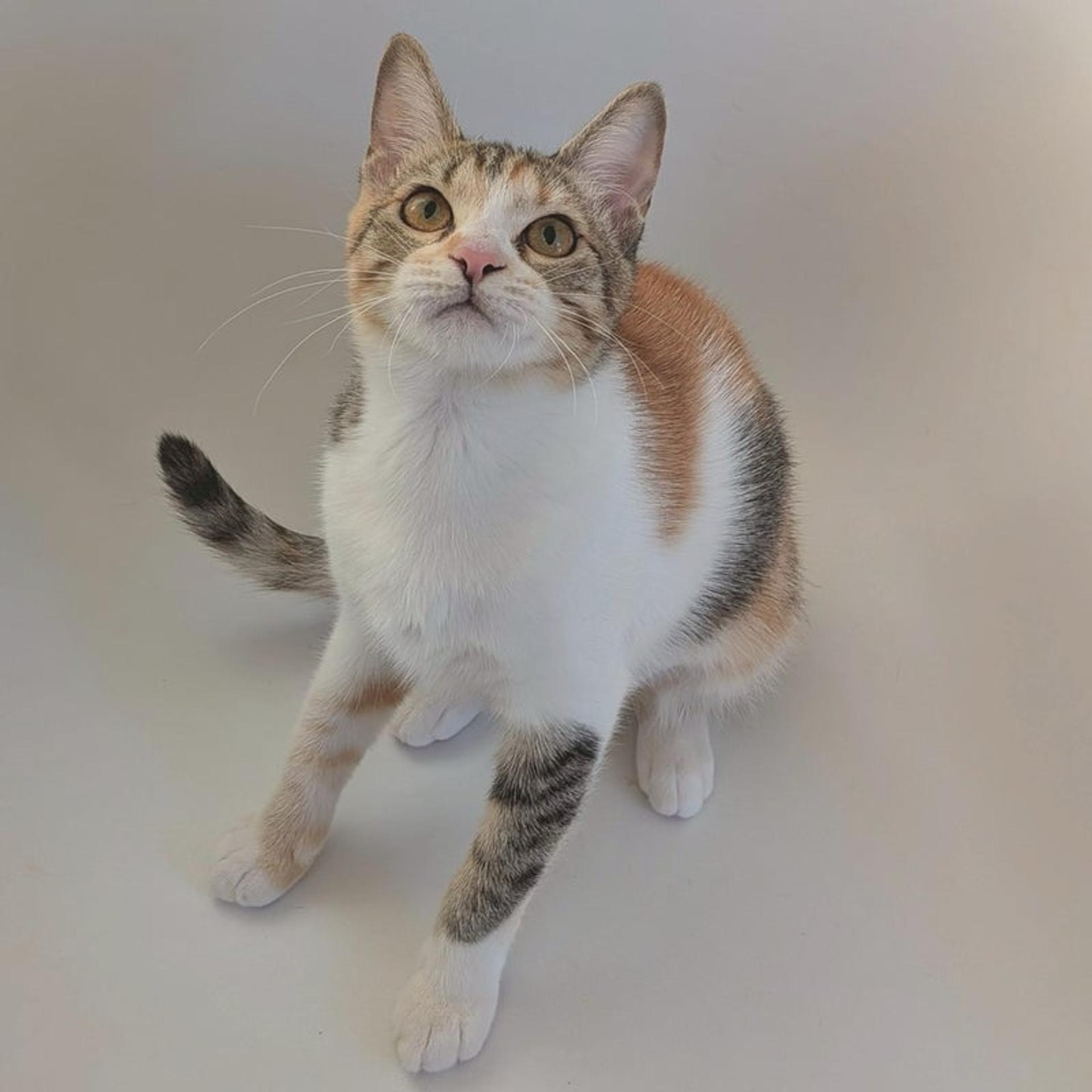 pet-image-4
