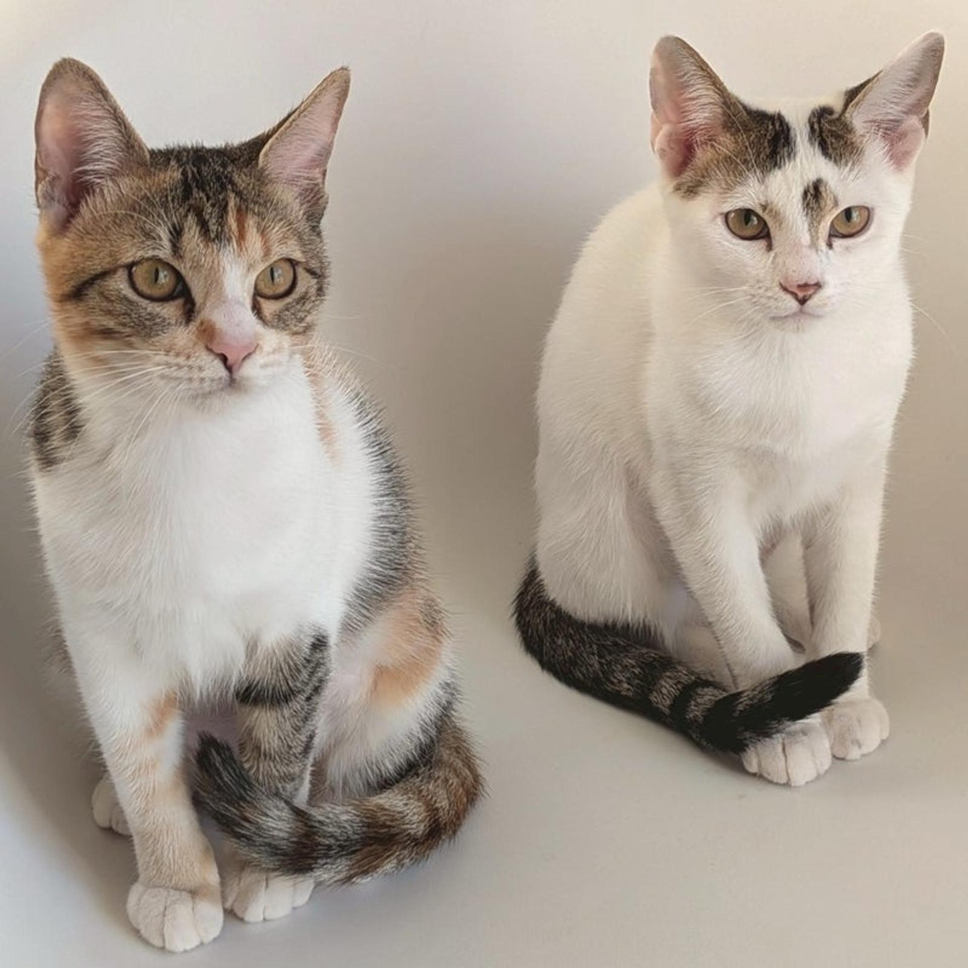 pet-image-5