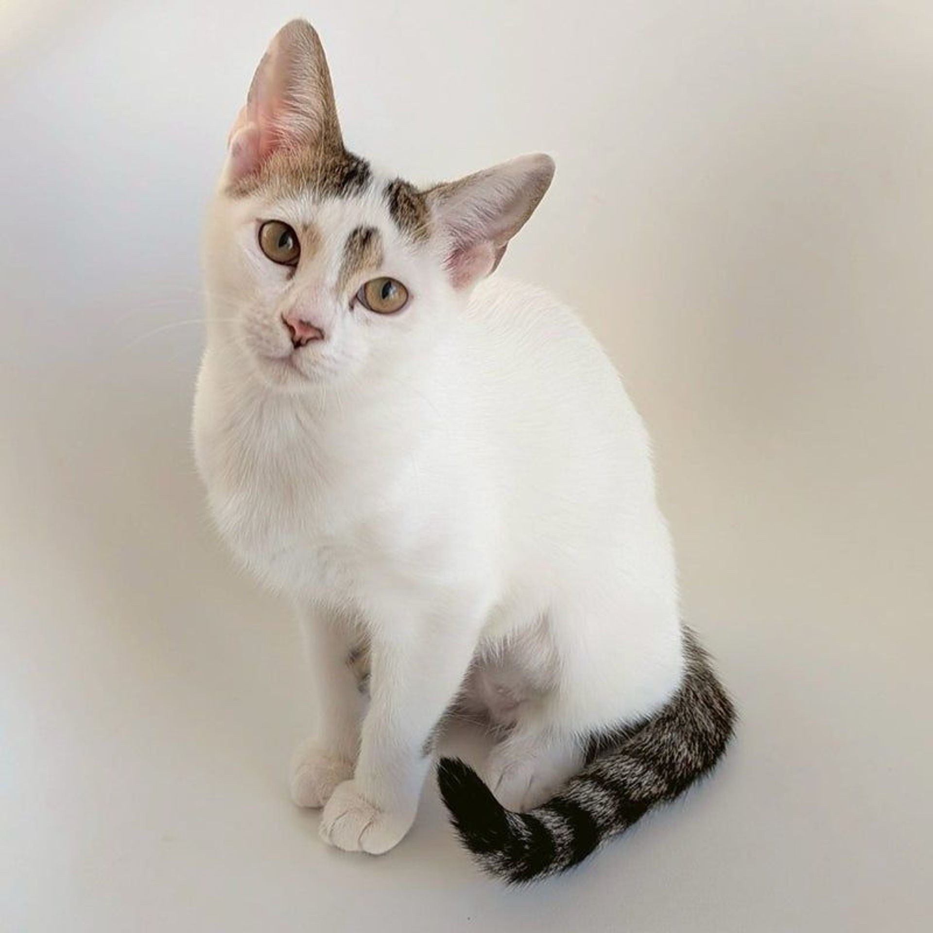 雑種（ミックス猫）・メスの里親募集の写真