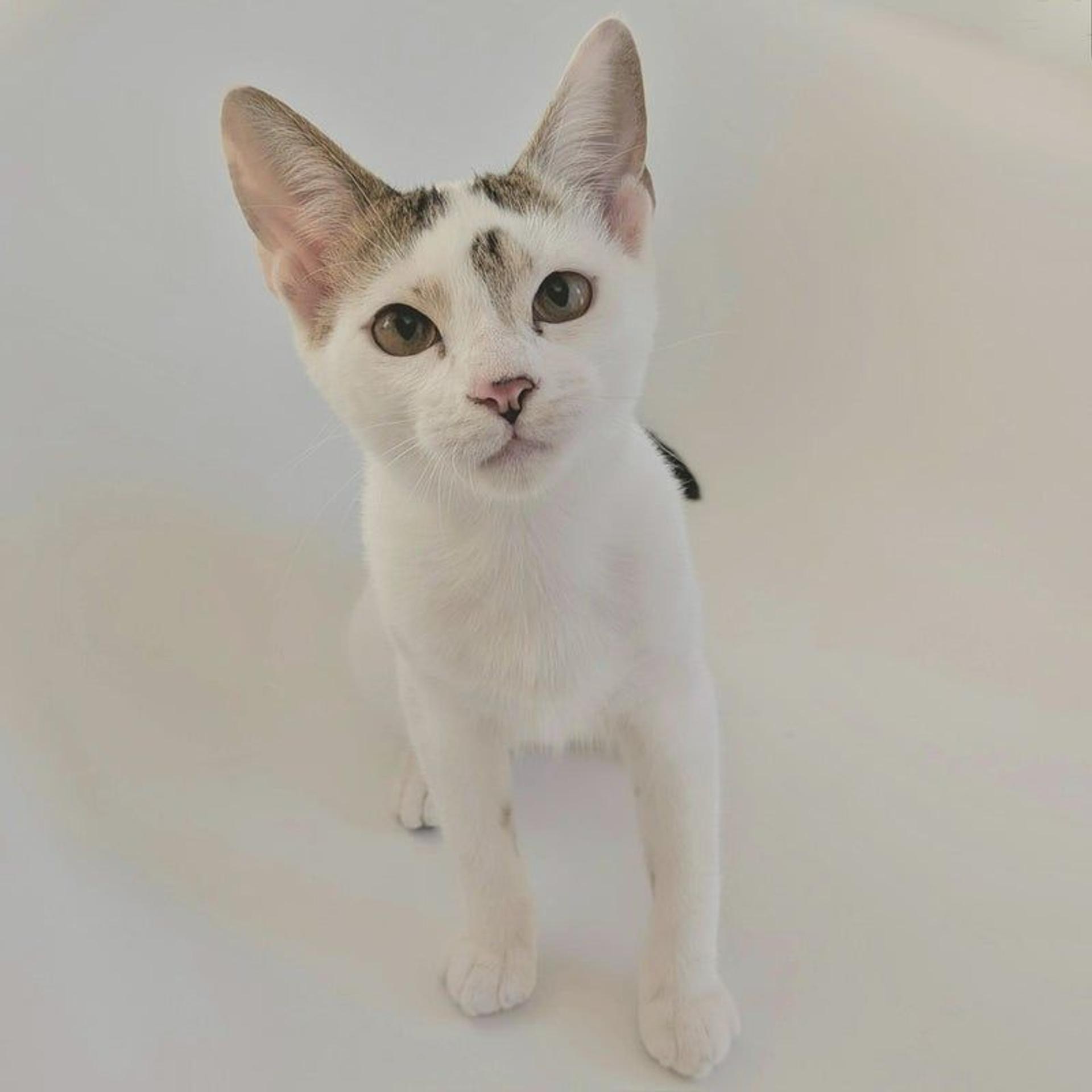pet-image-3