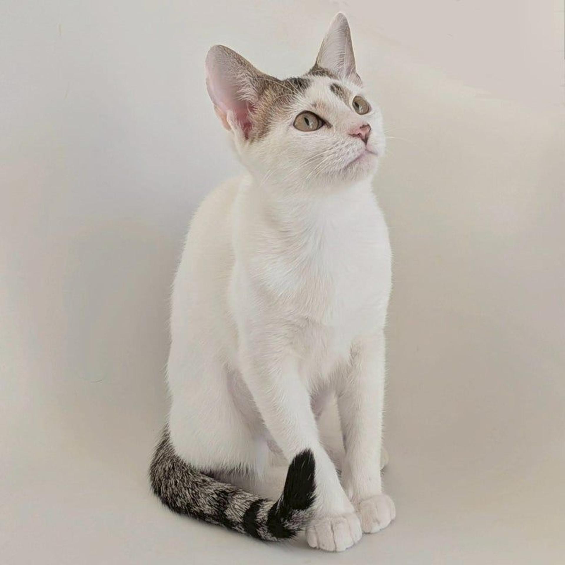 pet-image-4