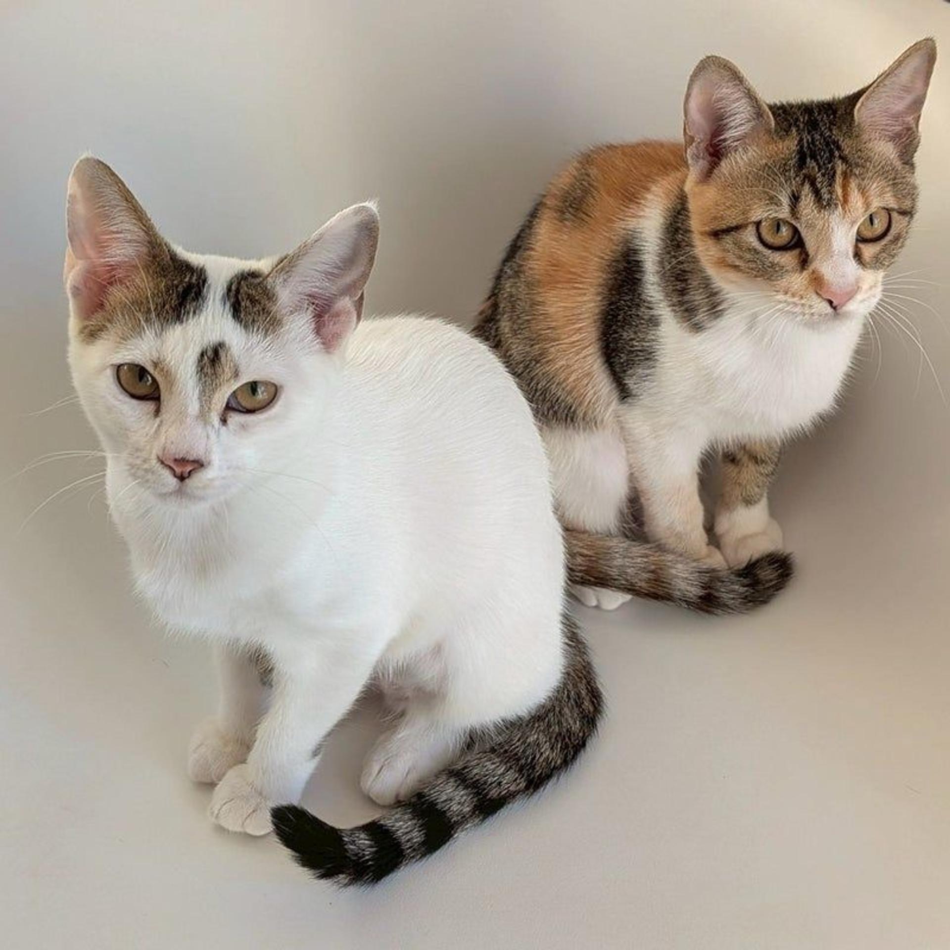 pet-image-5