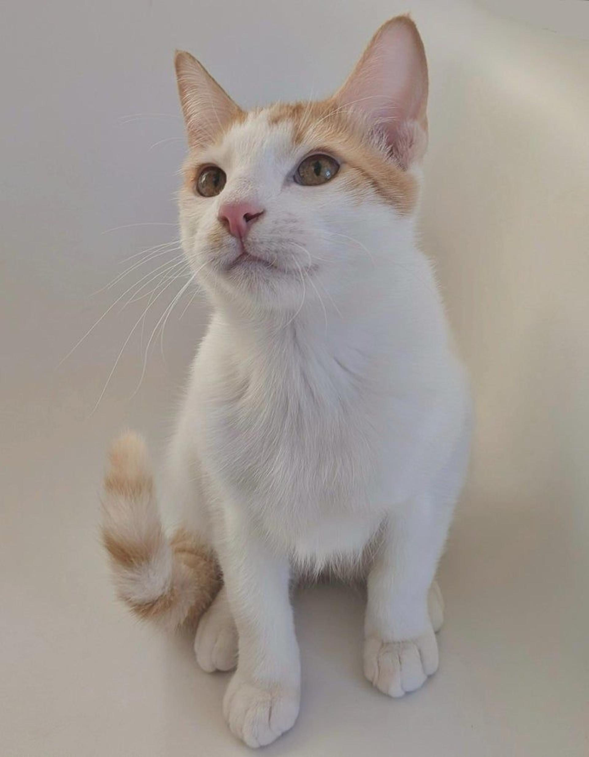 pet-image-2