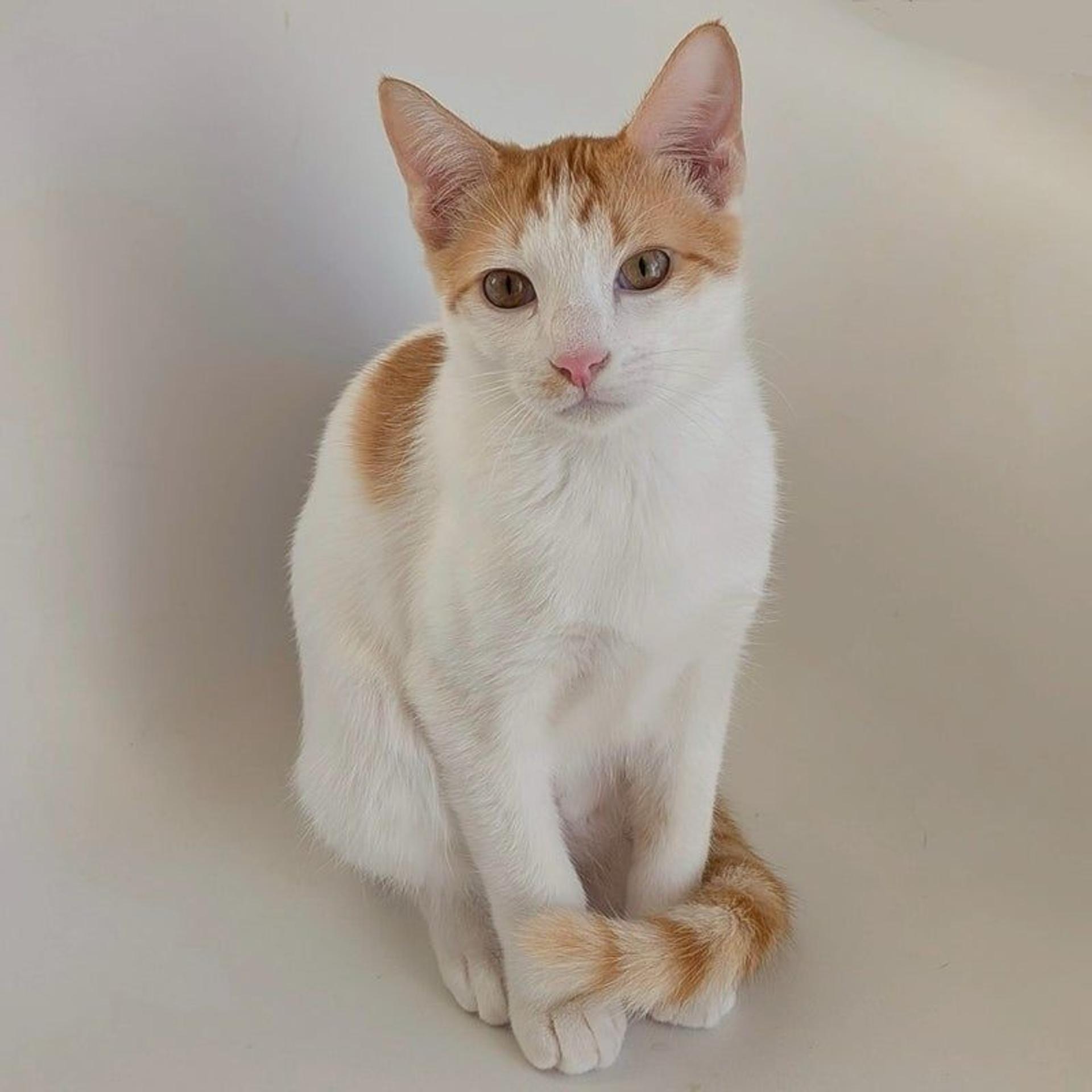 pet-image-4