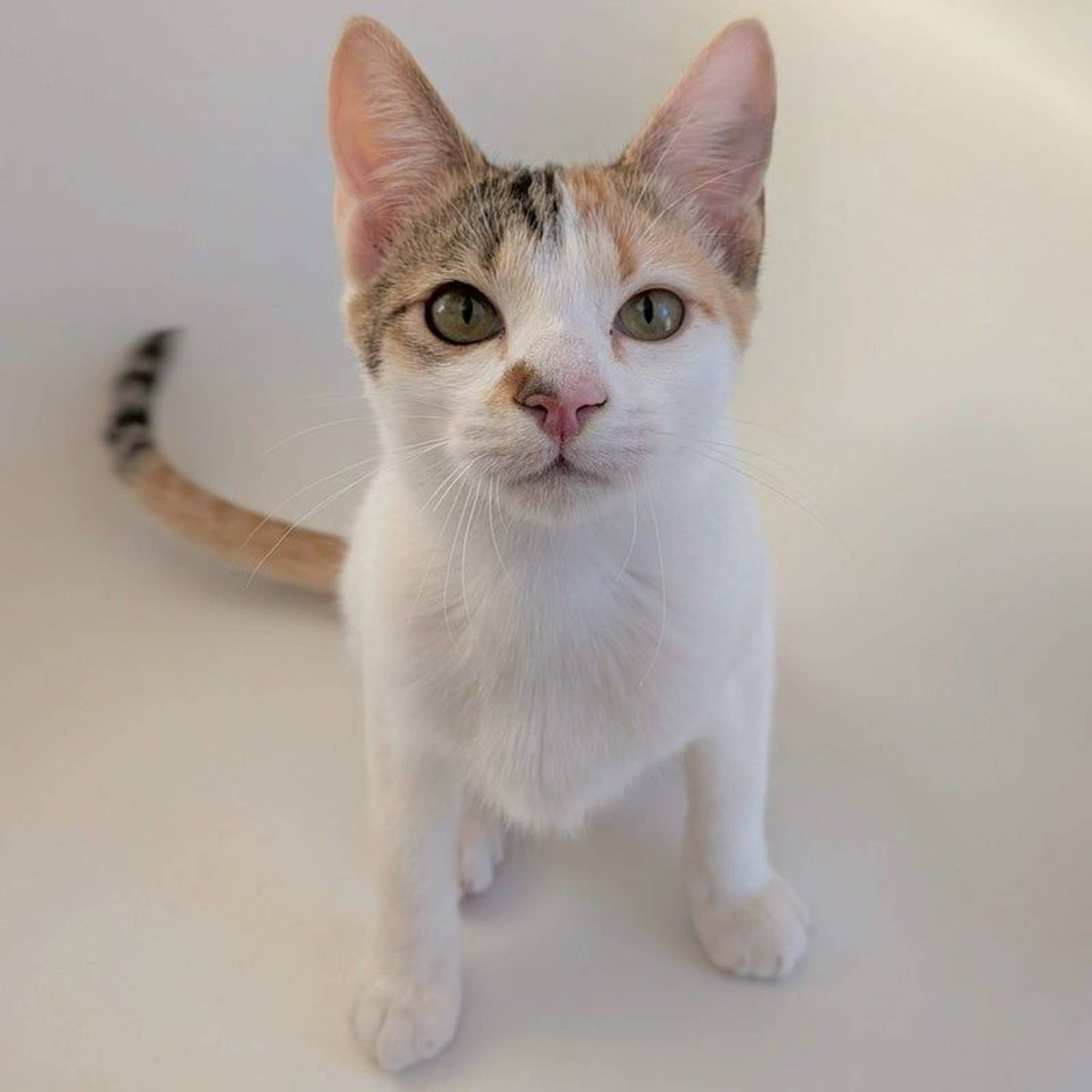 雑種（ミックス猫）・メスの里親募集の写真