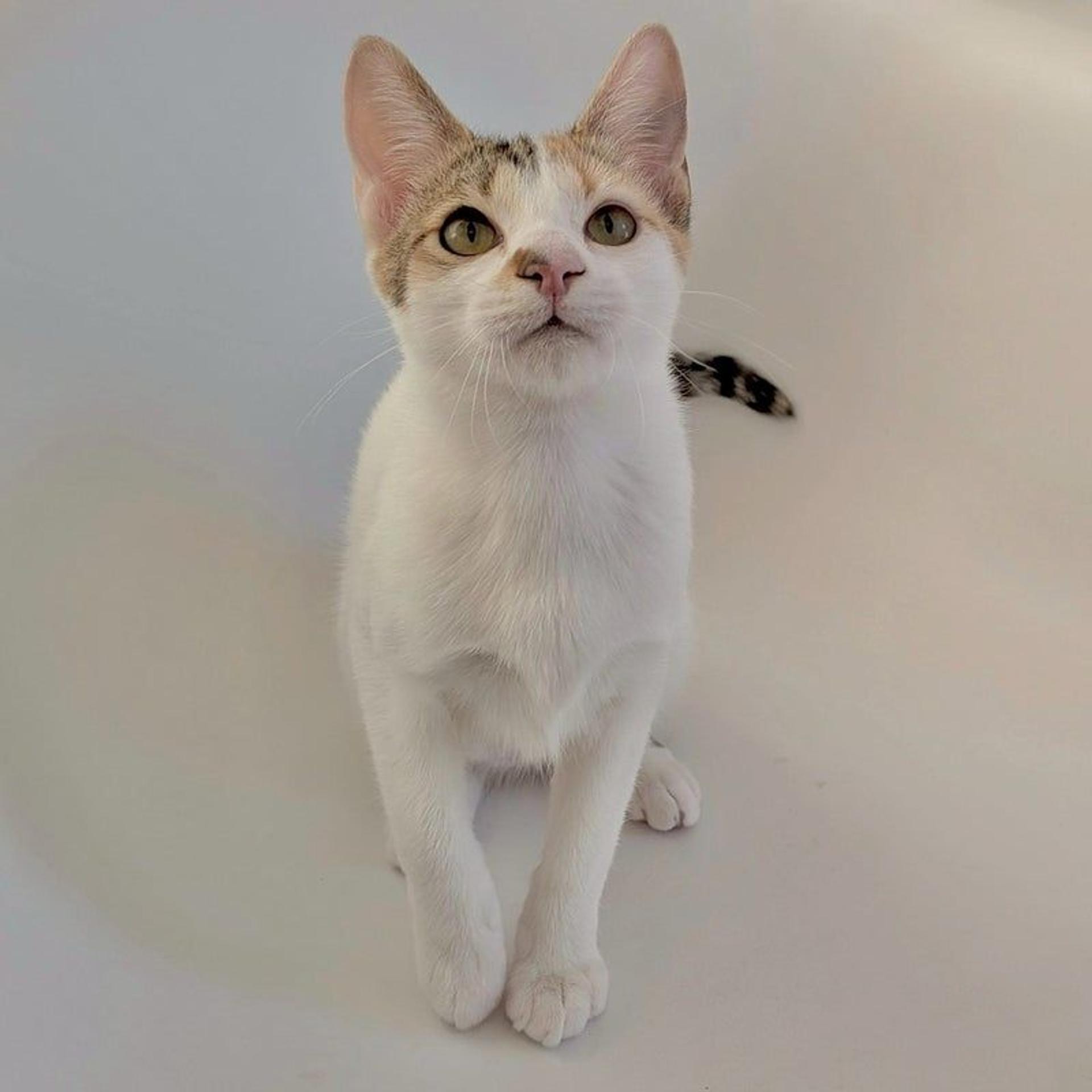 pet-image-3
