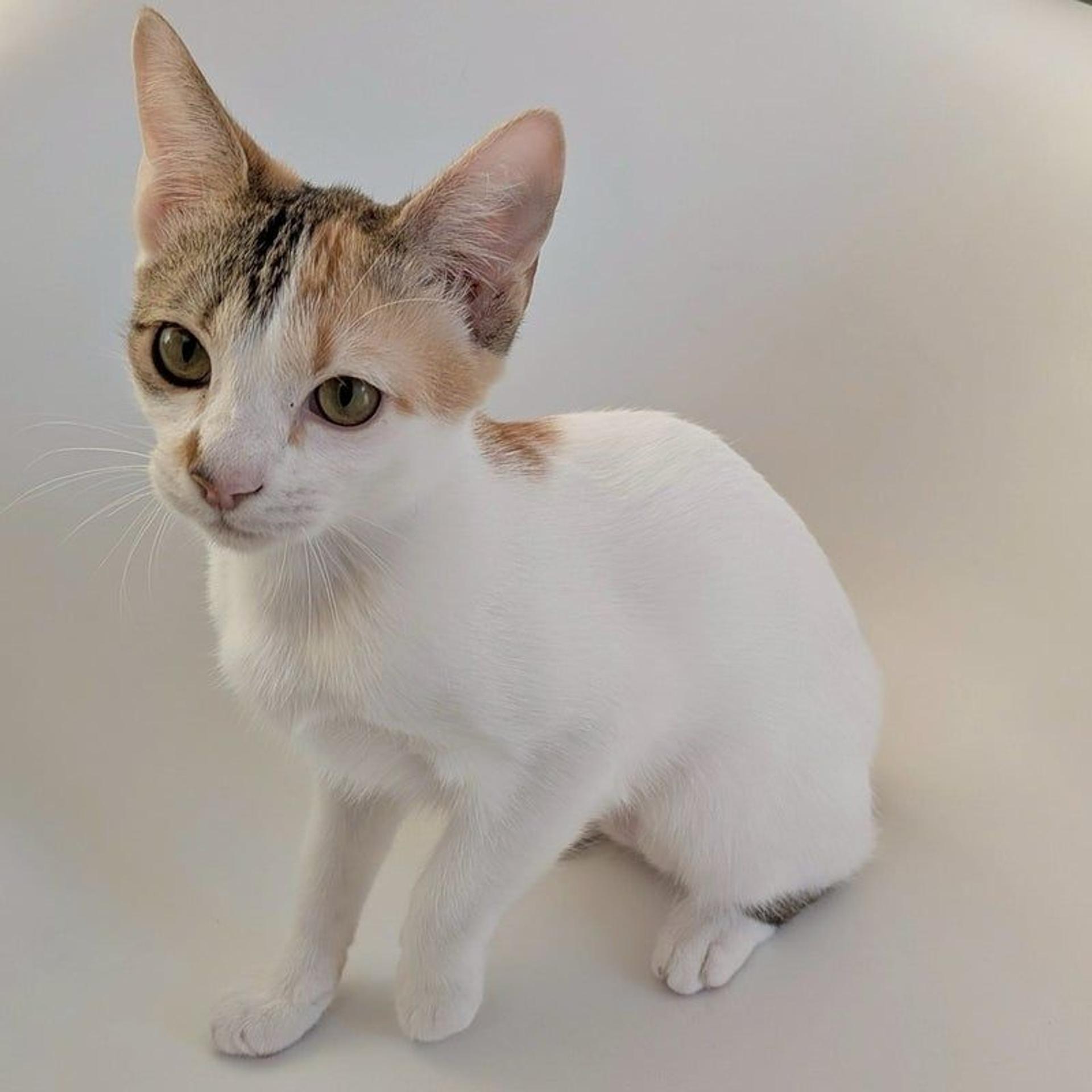 pet-image-4