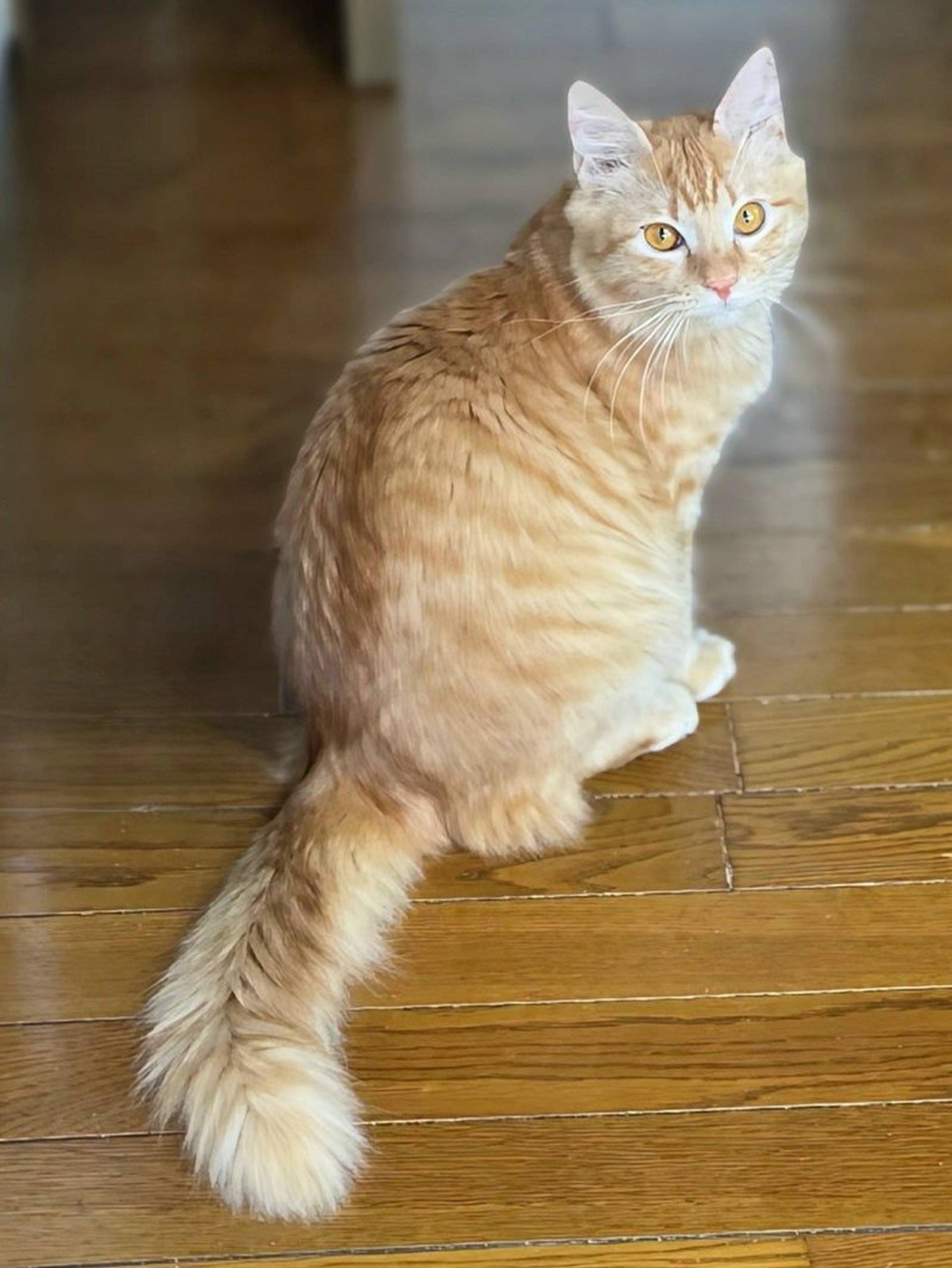 雑種（ミックス猫）・オスの里親募集の写真