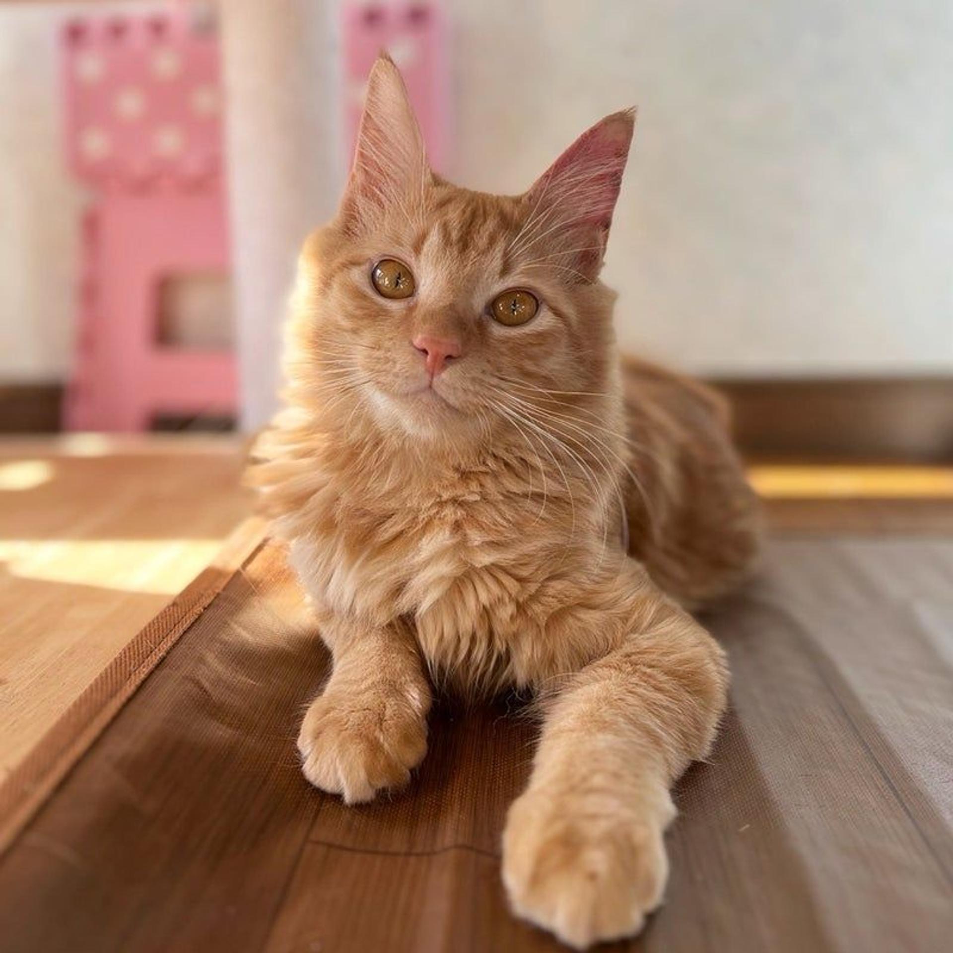 pet-image-2