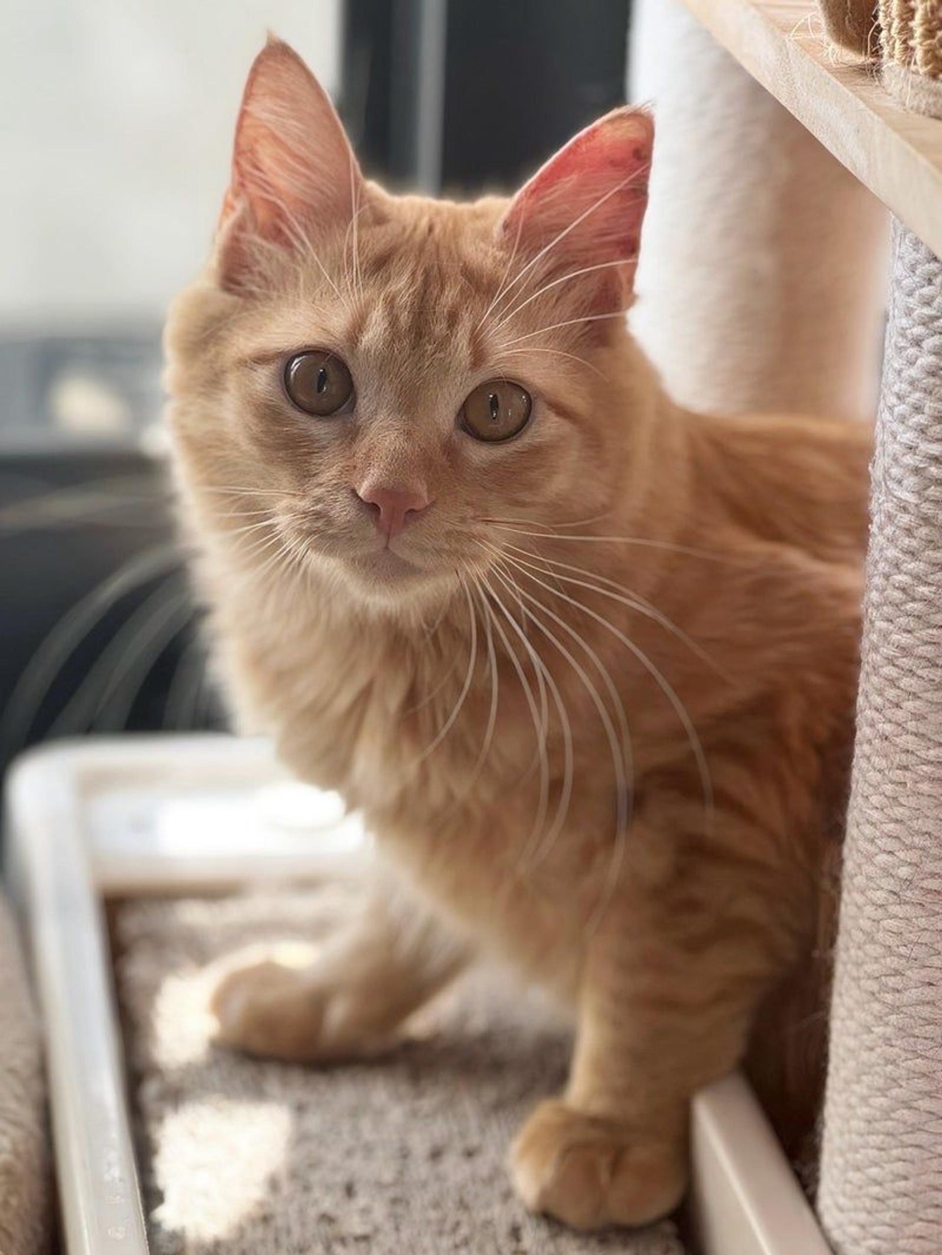 pet-image-3