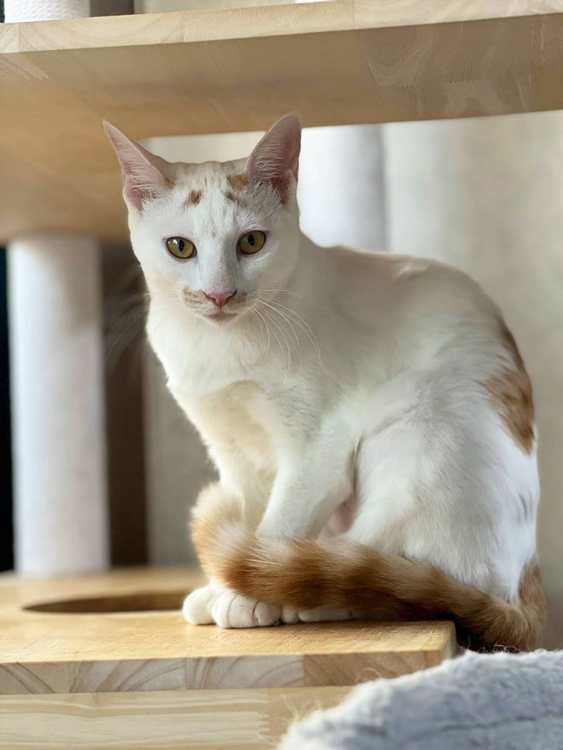 雑種（ミックス猫）・メスの里親募集の写真