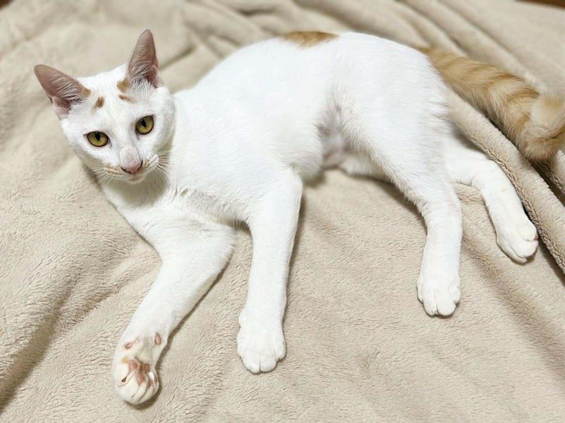 pet-image-3