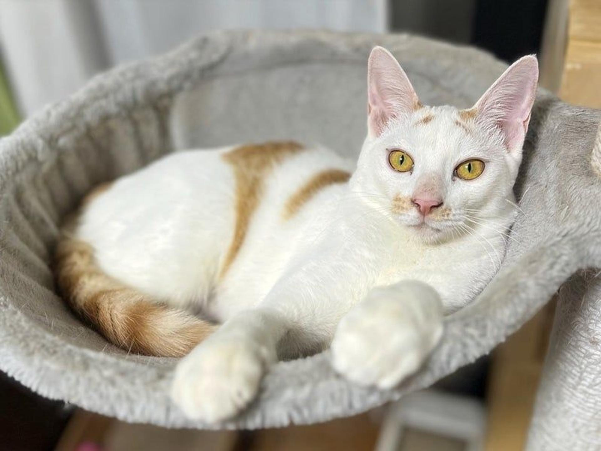 pet-image-4