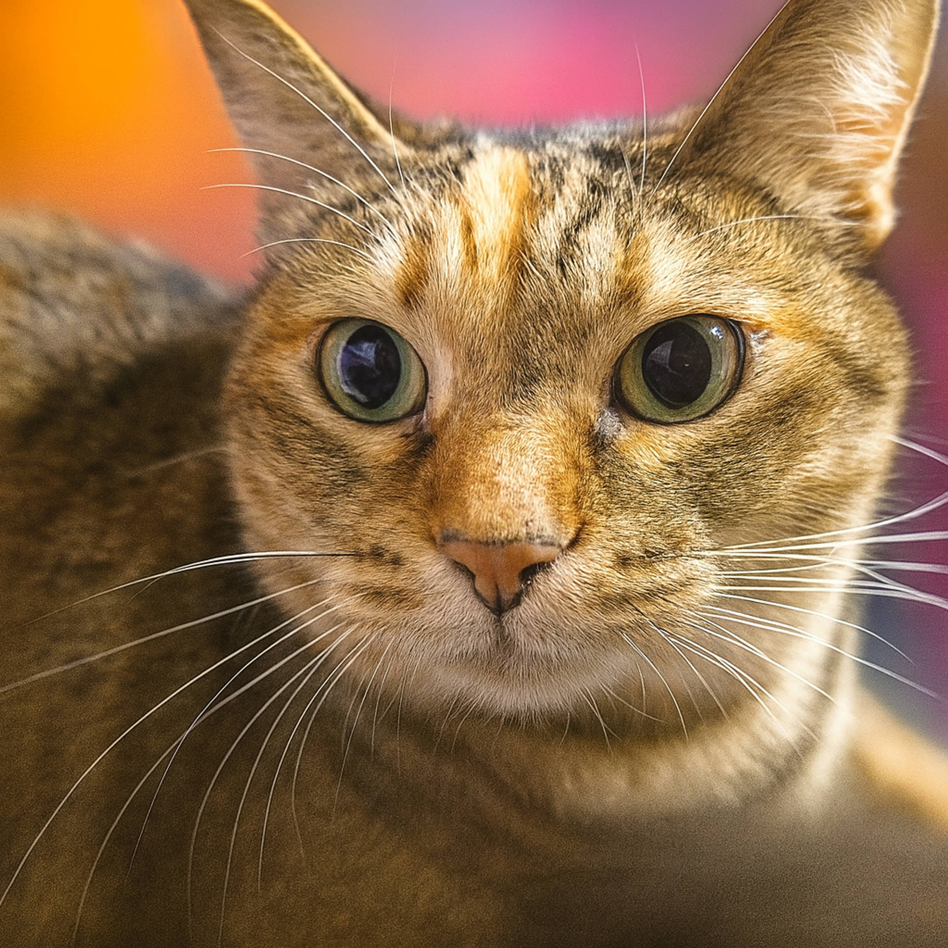 雑種（ミックス猫）・メスの里親募集の写真