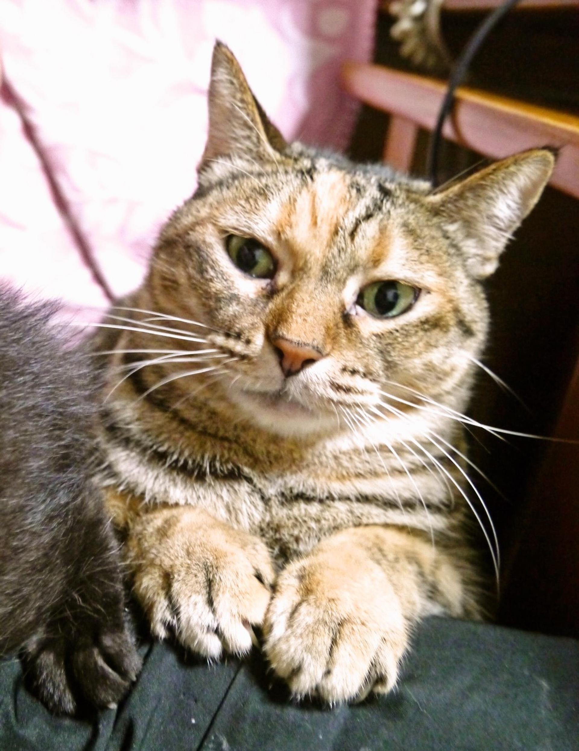 pet-image-2