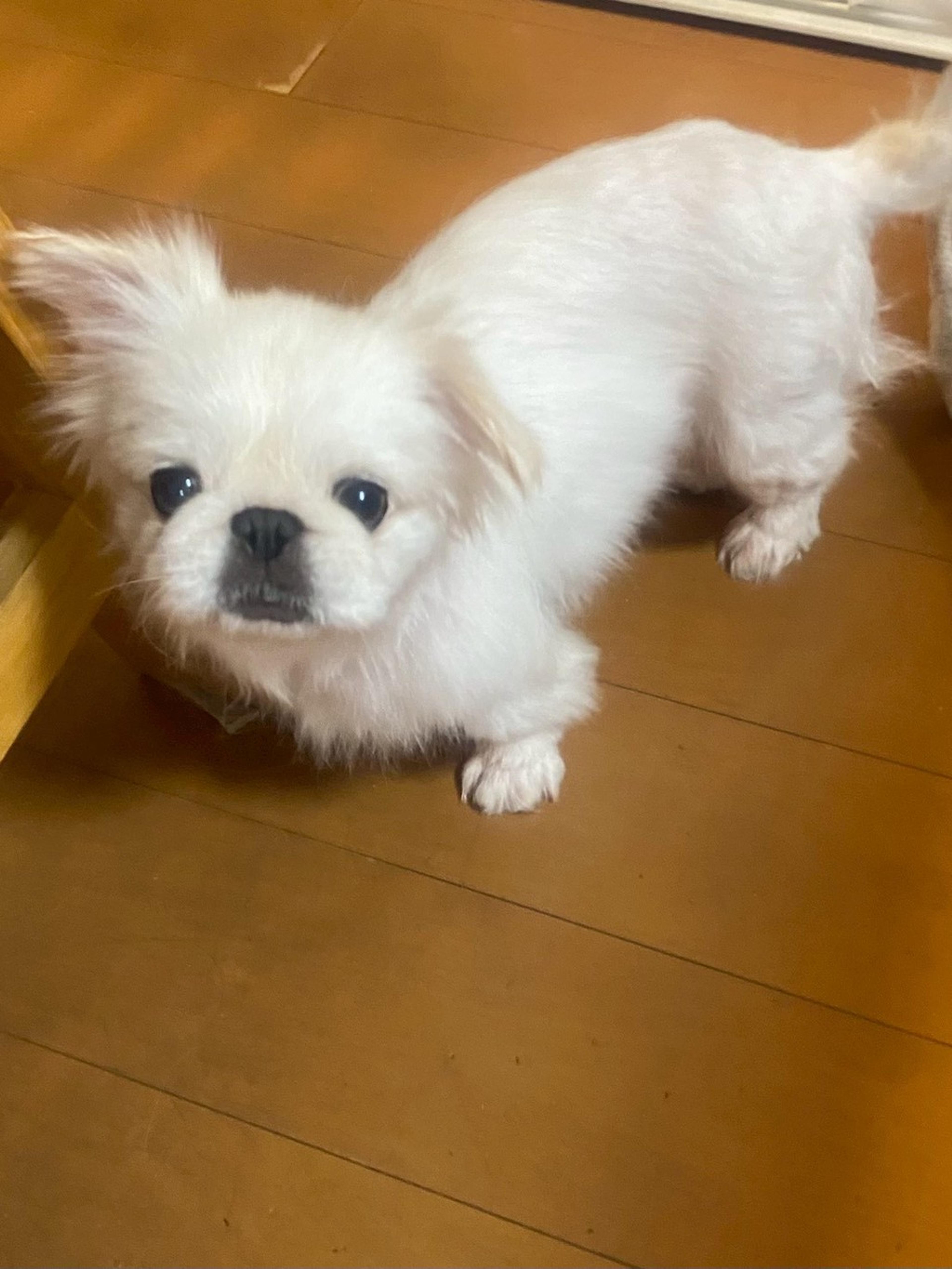 pet-image-2