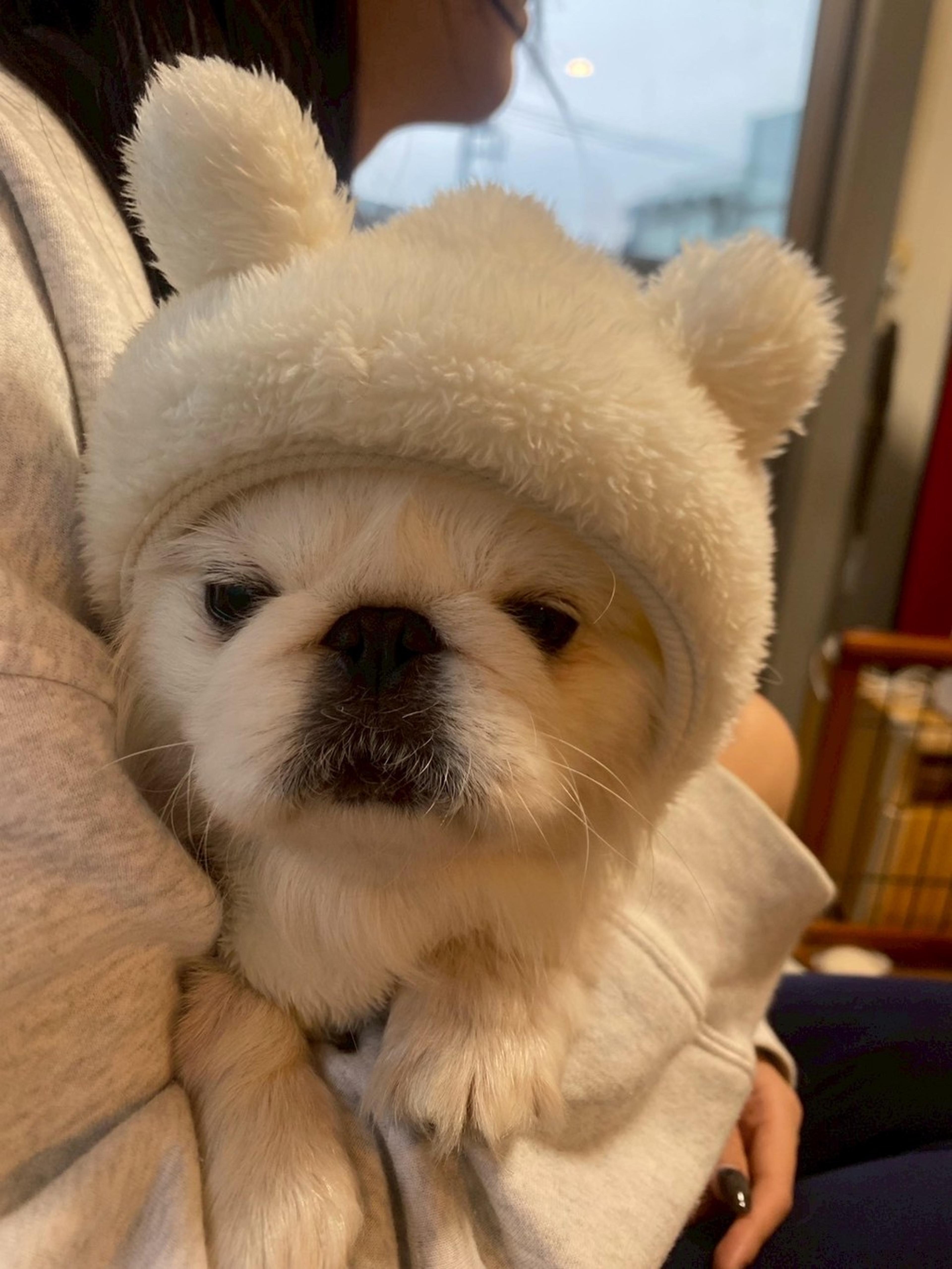 pet-image-3