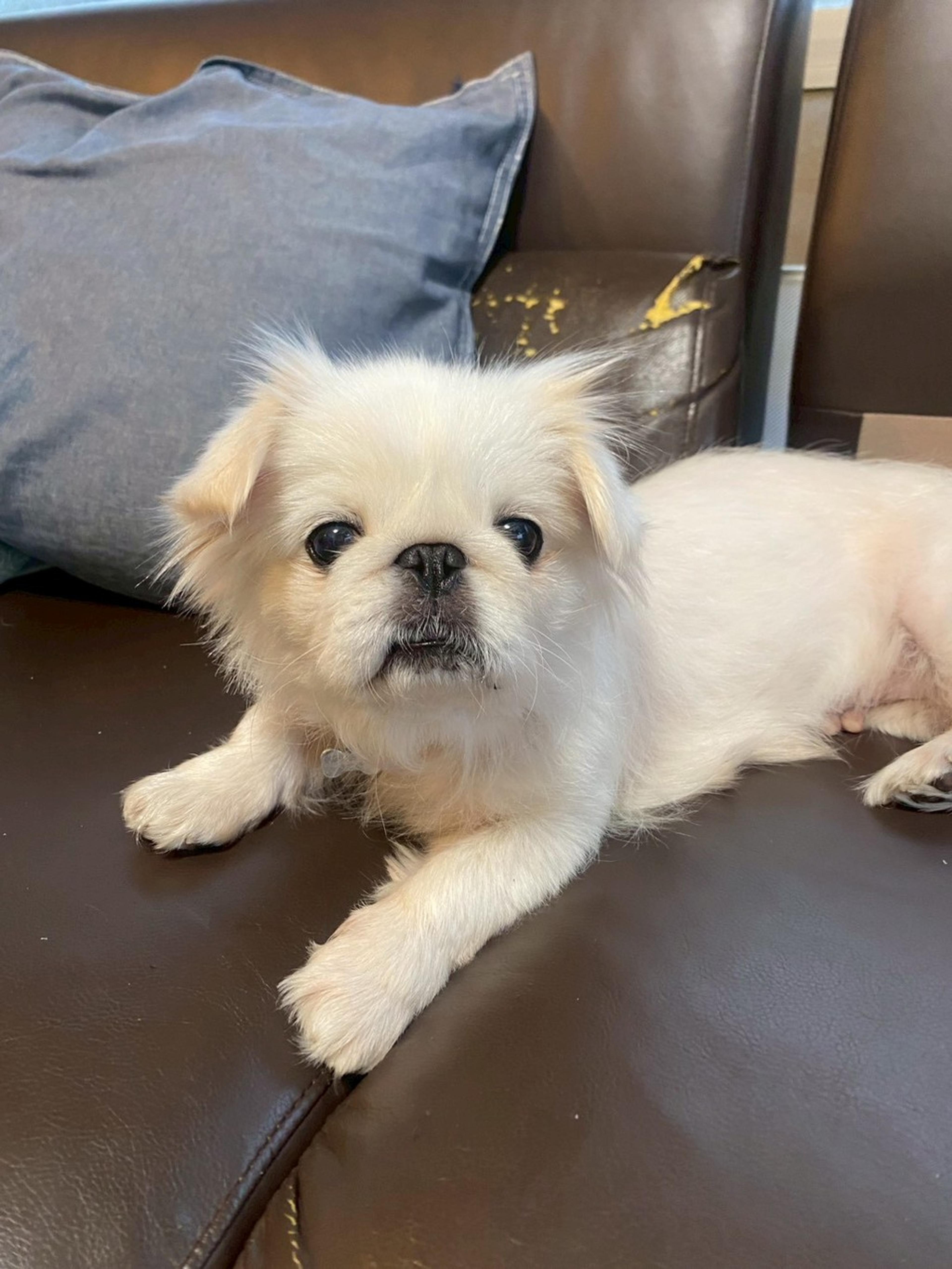 pet-image-4