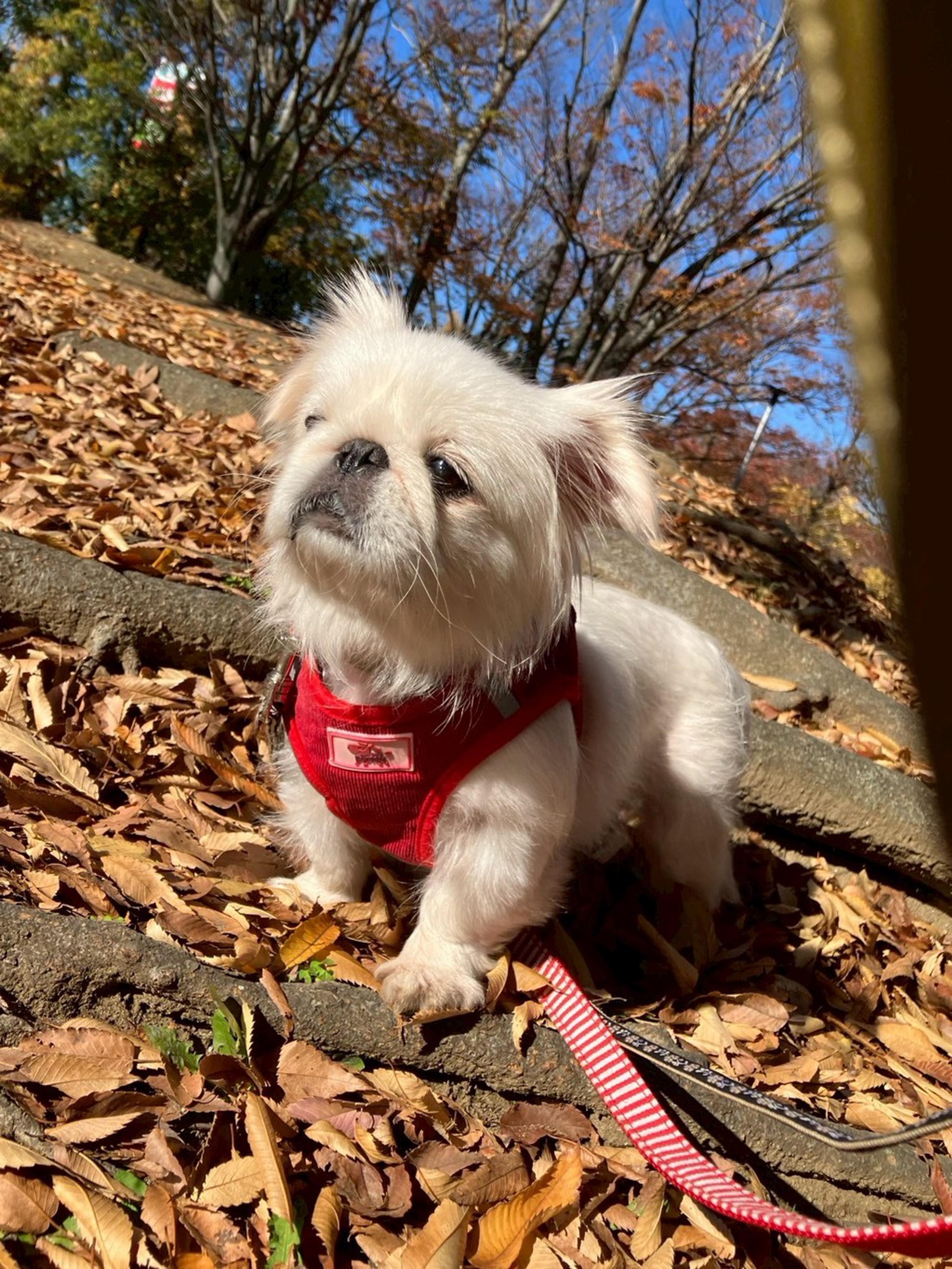 pet-image-5