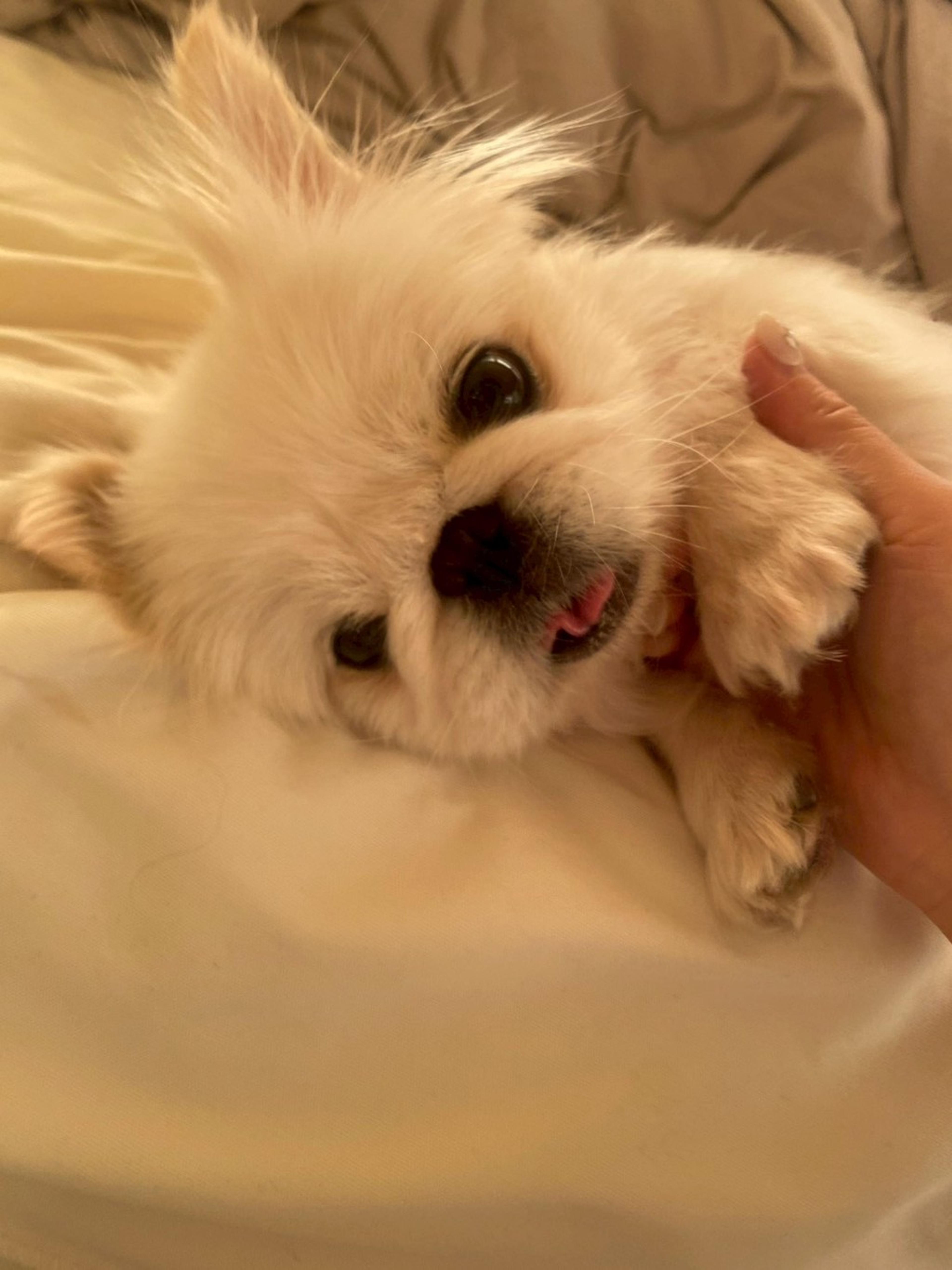 pet-image-6
