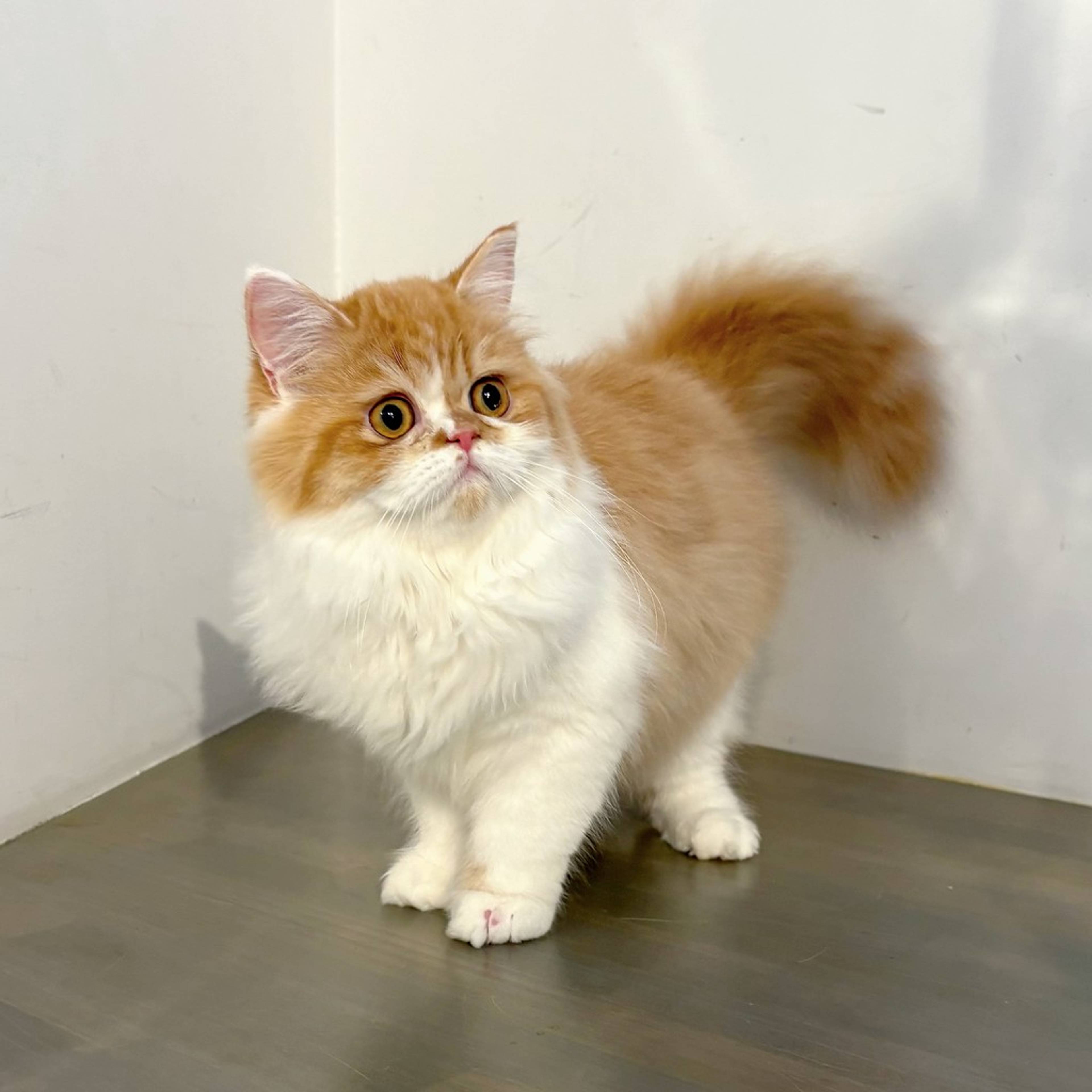 雑種（ミックス猫）・メスの里親募集の写真