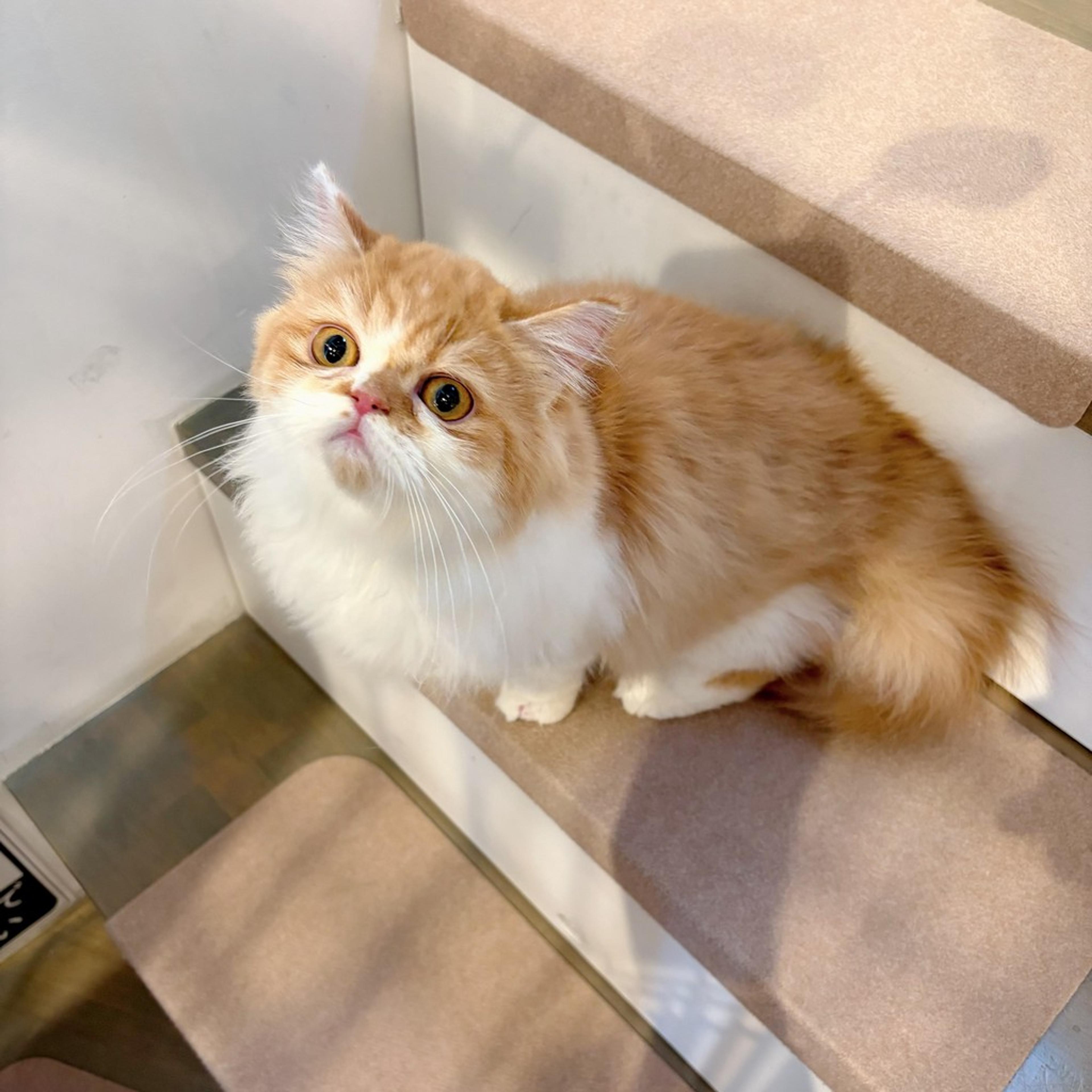 pet-image-2