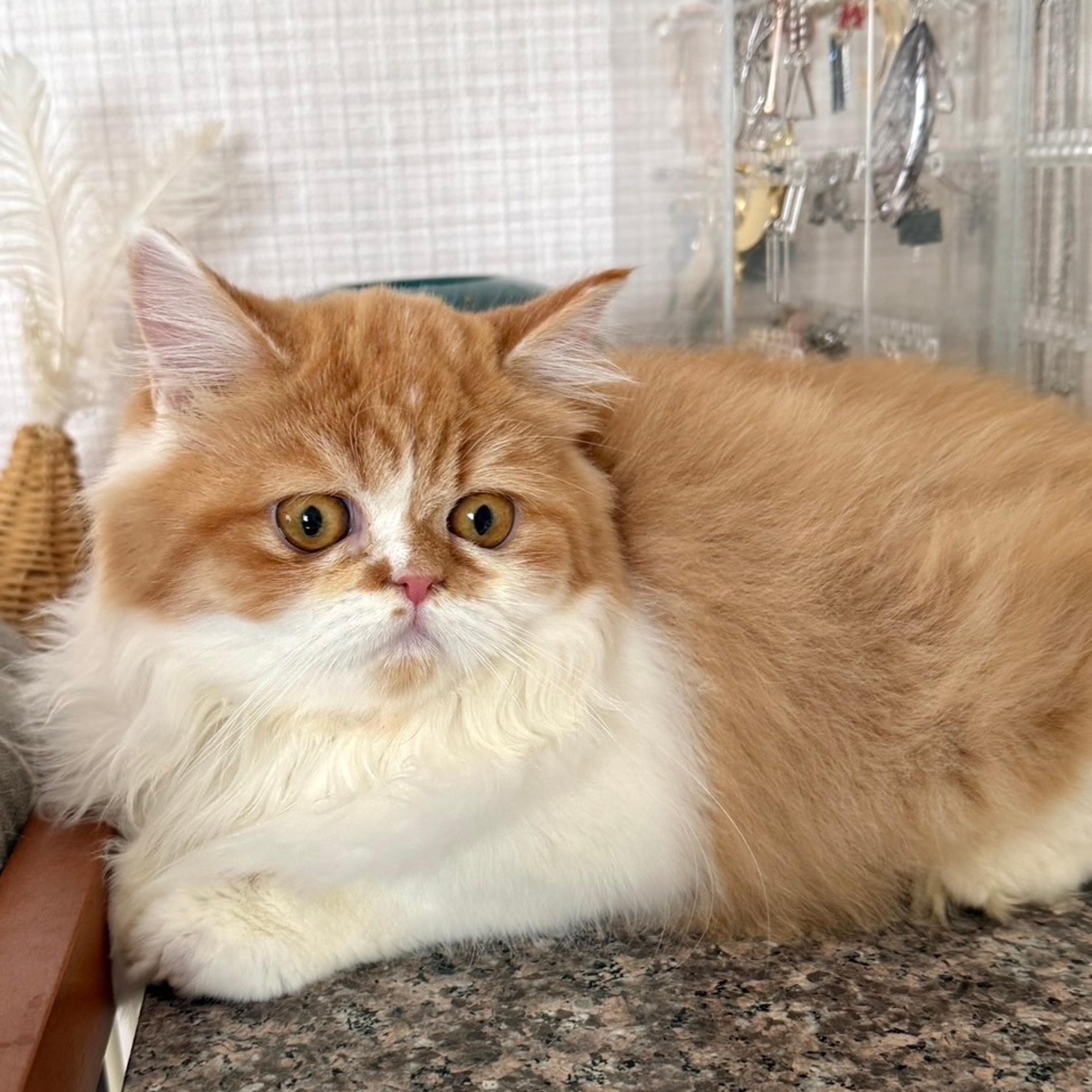 pet-image-4