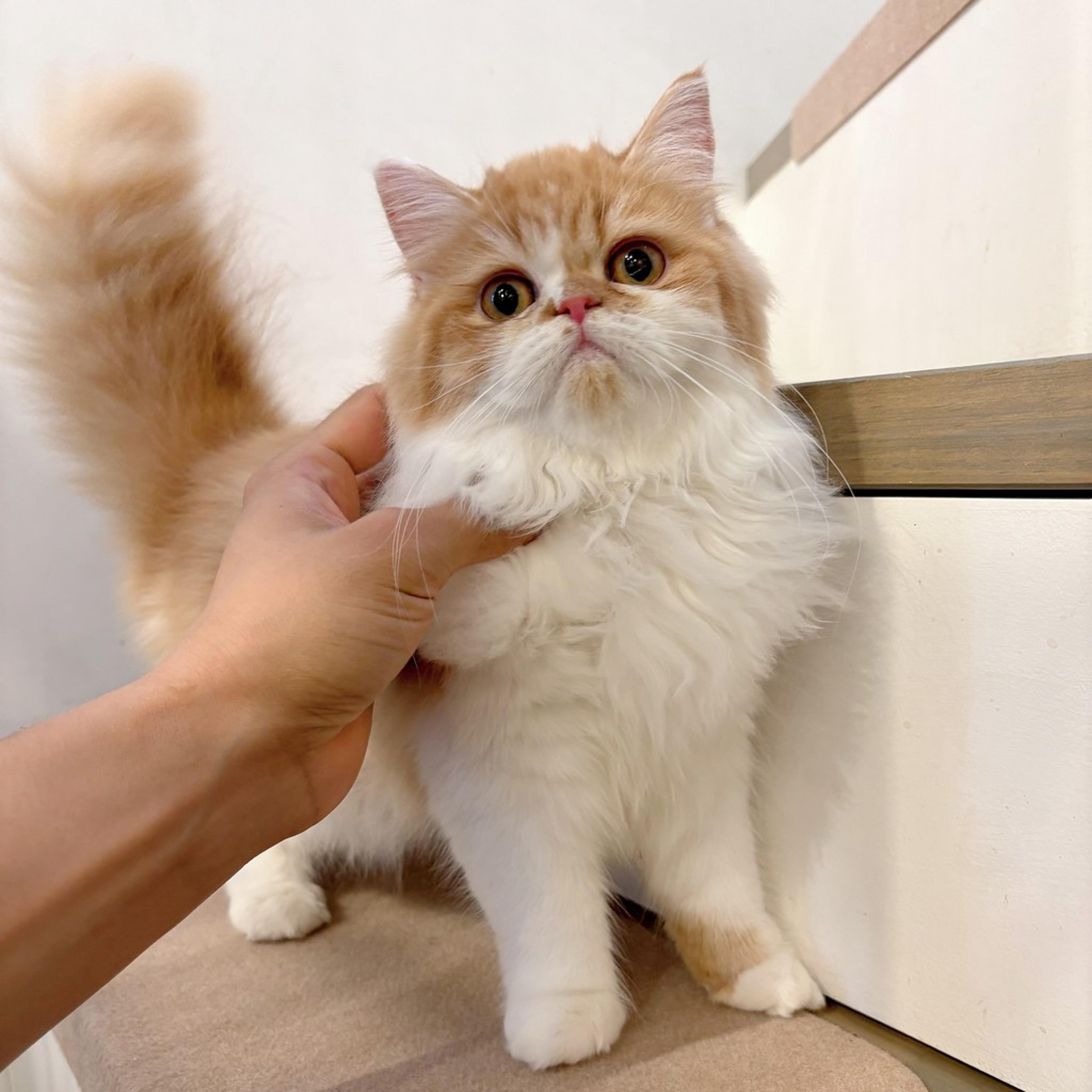 pet-image-5
